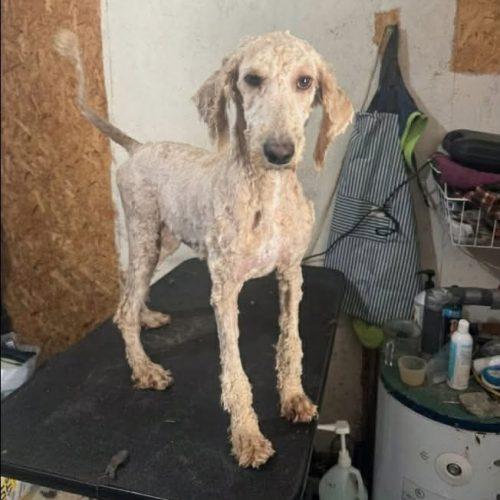 Enlarge Ivy, a Adoptable Goldendoodle in Verona, NJ image 3/5