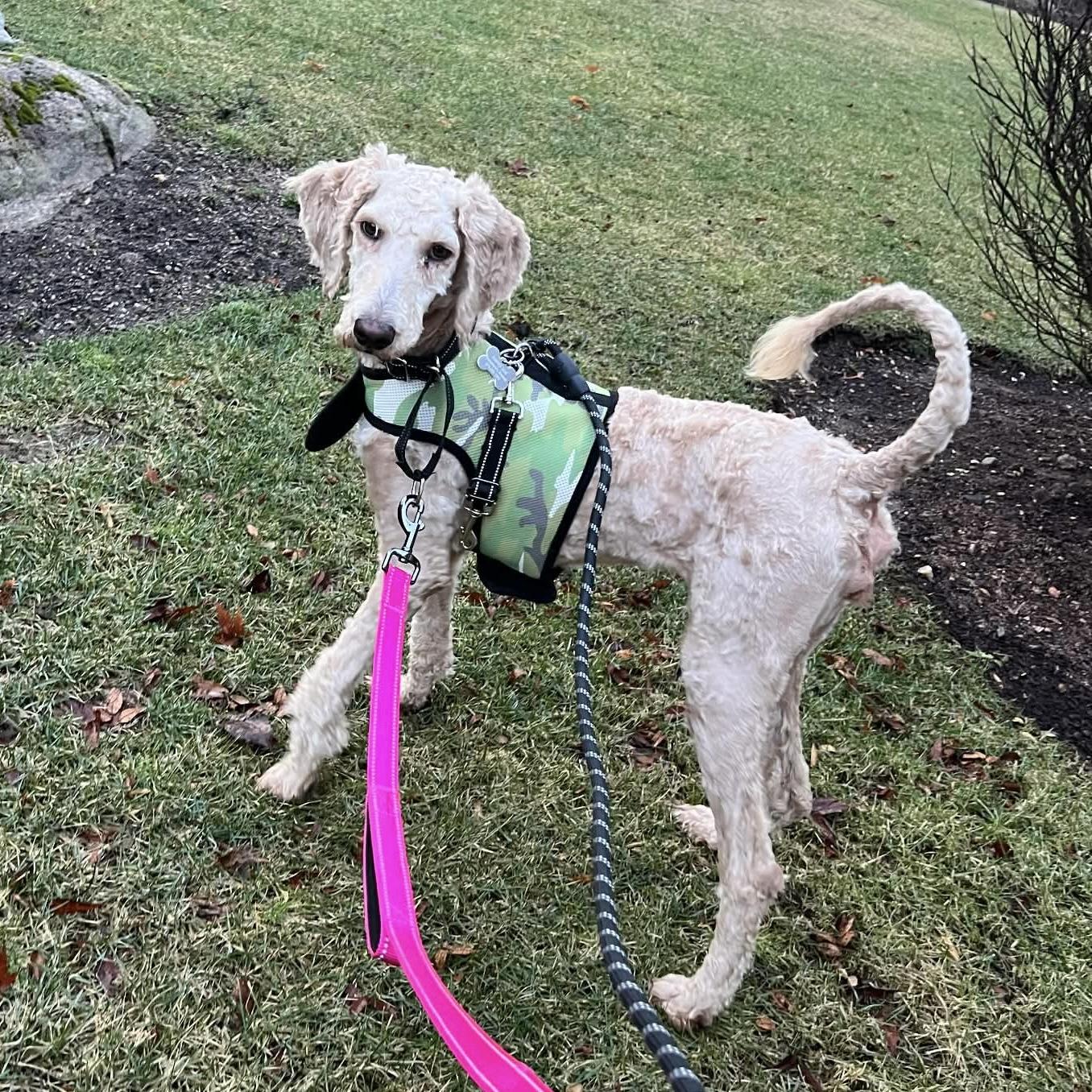 Enlarge Ivy, a Adoptable Goldendoodle in Verona, NJ image 4/5