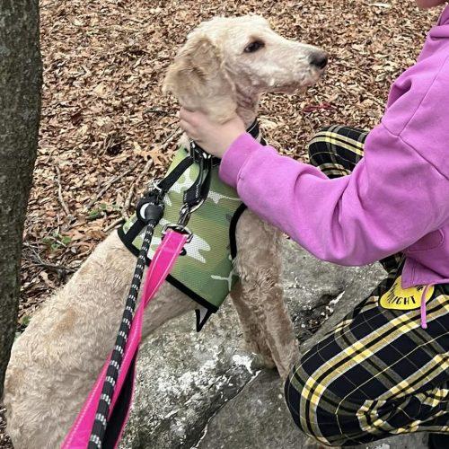 Enlarge Ivy, a Adoptable Goldendoodle in Verona, NJ image 5/5