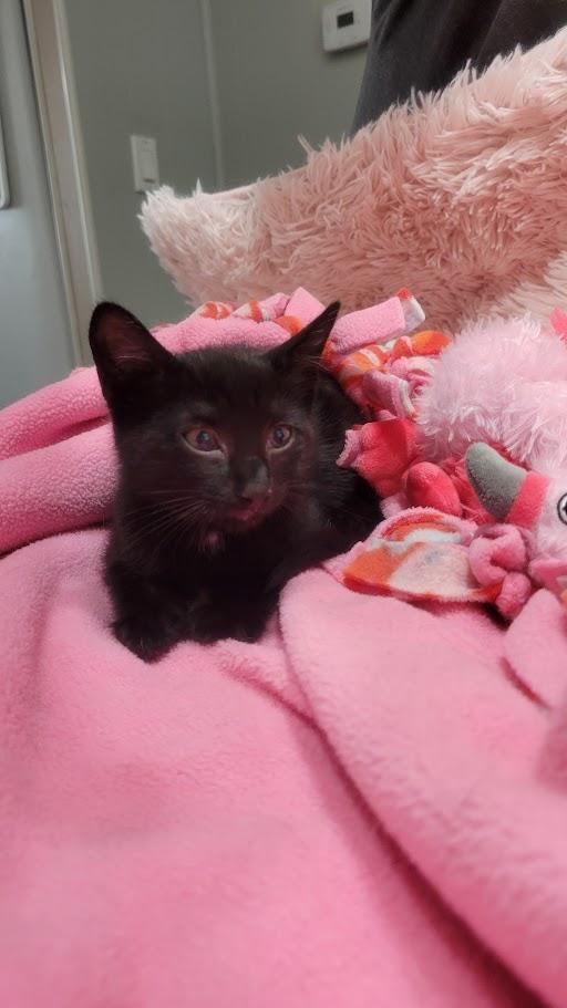 Enlarge Violet, a Adoptable Domestic Medium Hair in Norwich, CT image 4/5