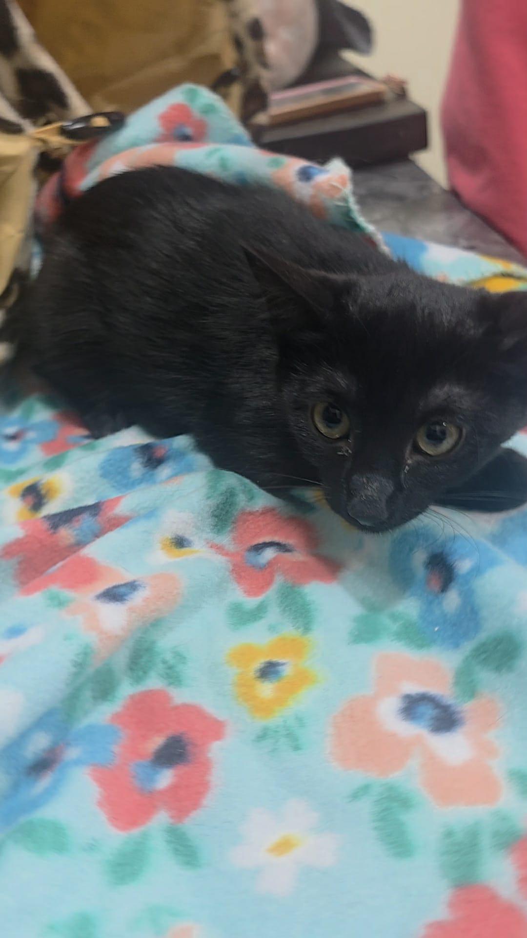 Enlarge Violet, a Adoptable Domestic Medium Hair in Norwich, CT image 3/5