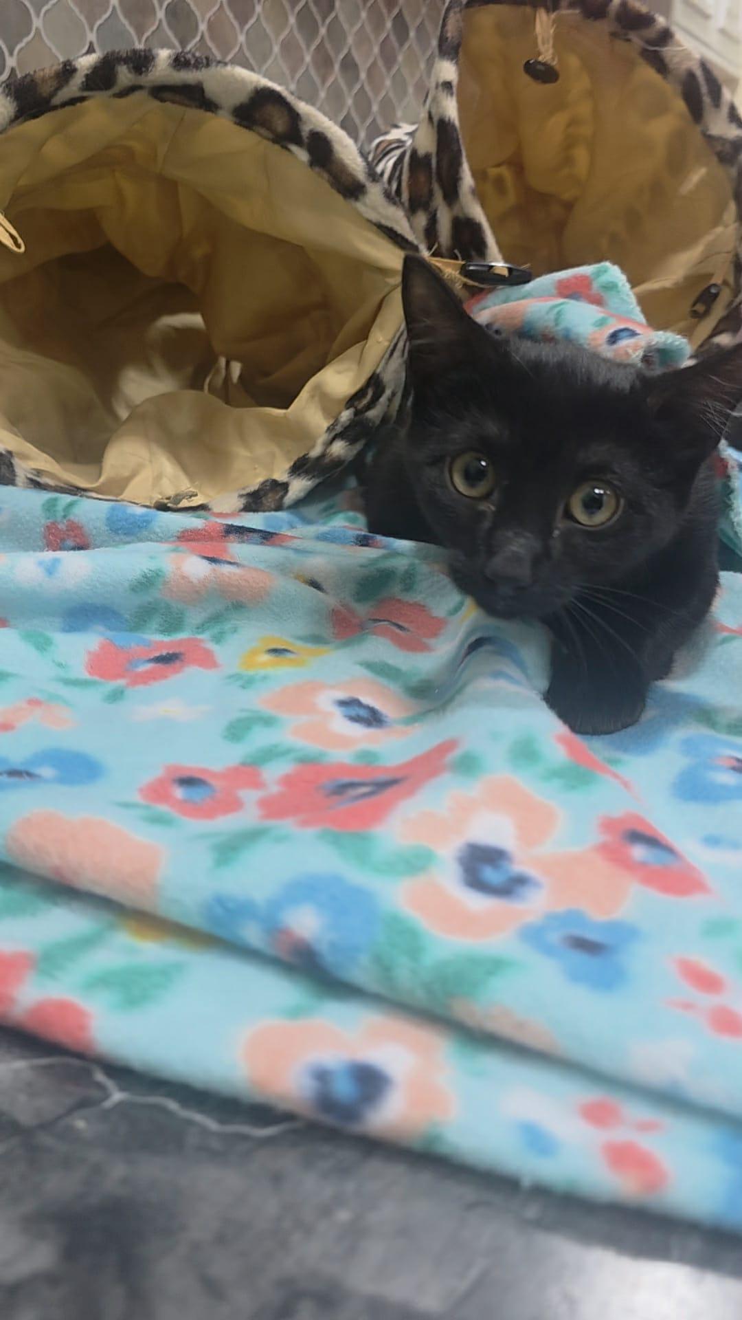 Enlarge Violet, a Adoptable Domestic Medium Hair in Norwich, CT image 5/5