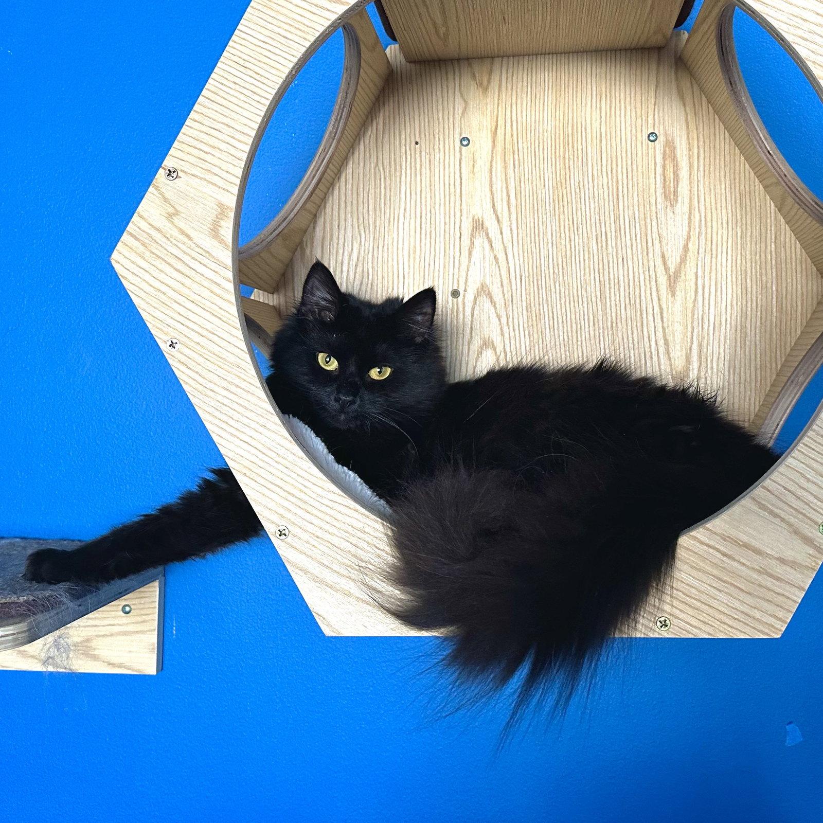 Enlarge Alola, a Adoptable Domestic Long Hair in Wheaton, IL image 1/3