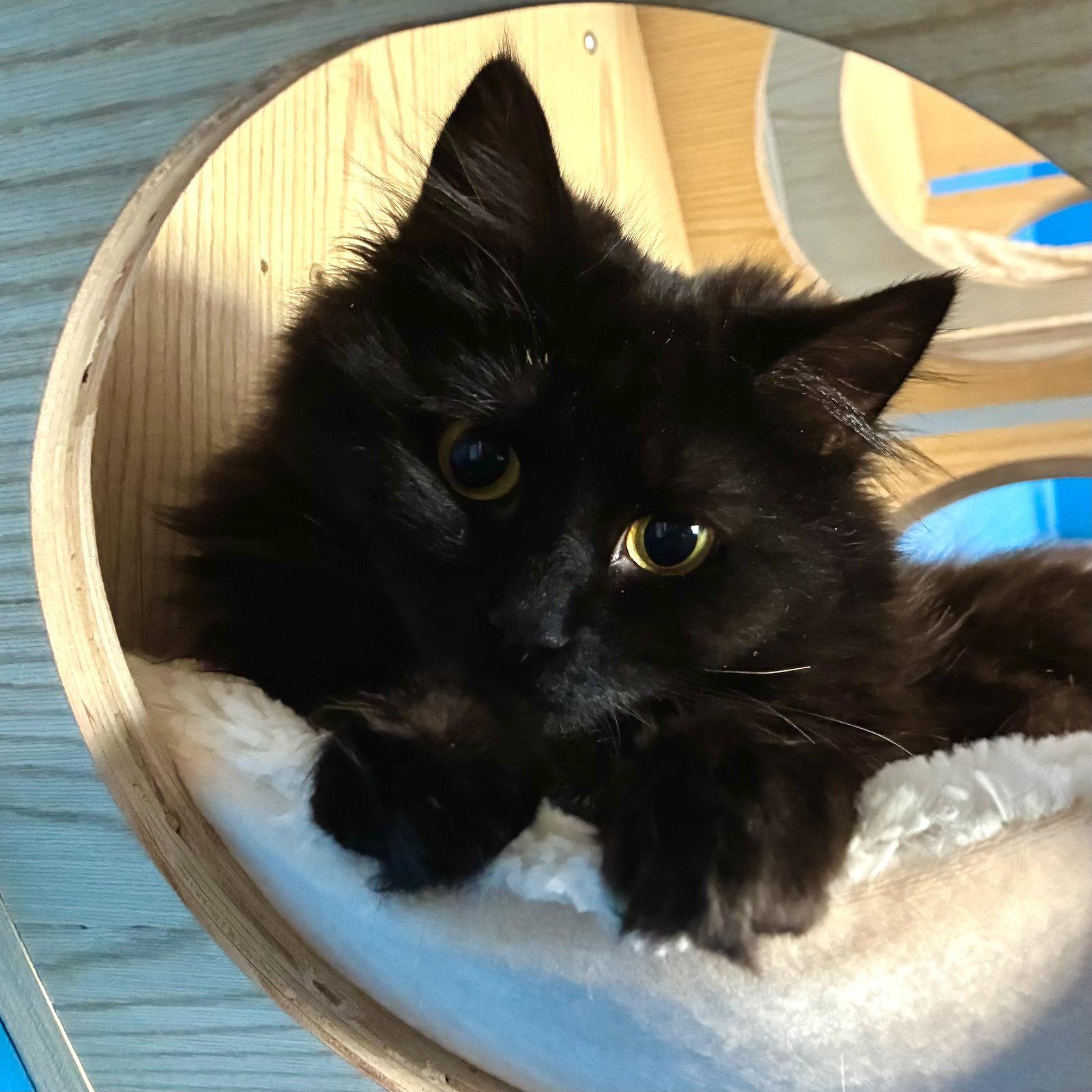 Enlarge Alola, a Adoptable Domestic Long Hair in Wheaton, IL image 2/3