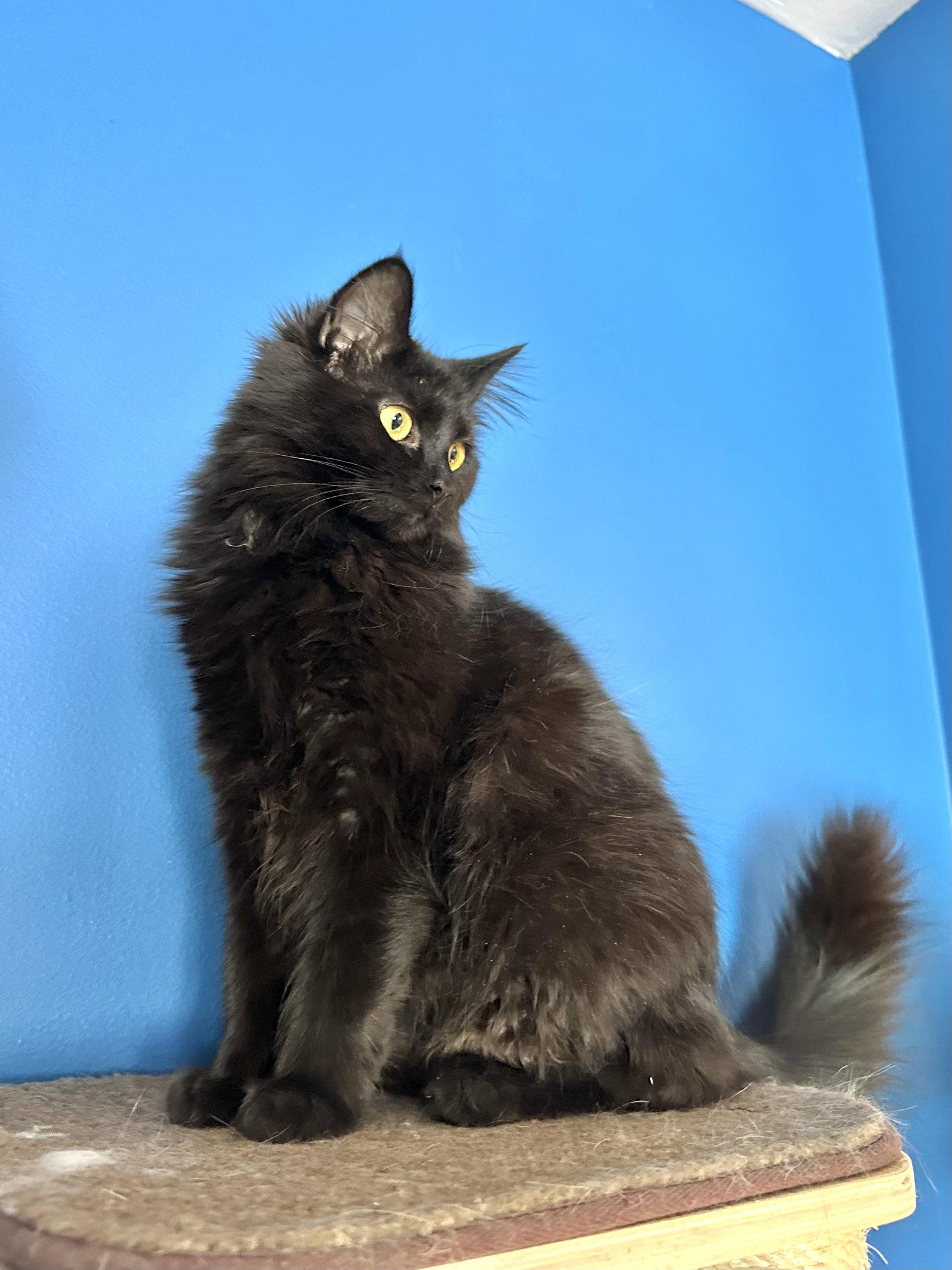 Enlarge Alola, a Adoptable Domestic Long Hair in Wheaton, IL image 3/3