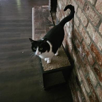 Cosmo, Adoptable, Adult Female Domestic Short Hair.