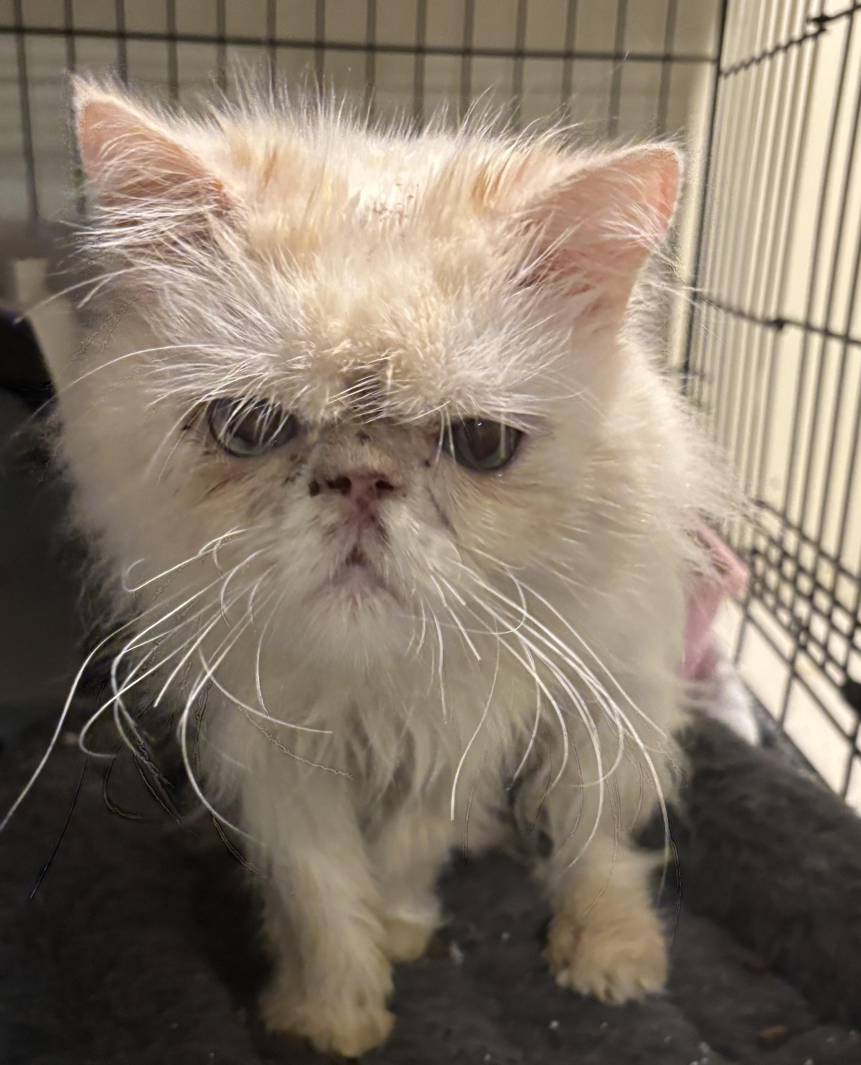 Oscar (Persian), Adoptable, Young Male Persian.