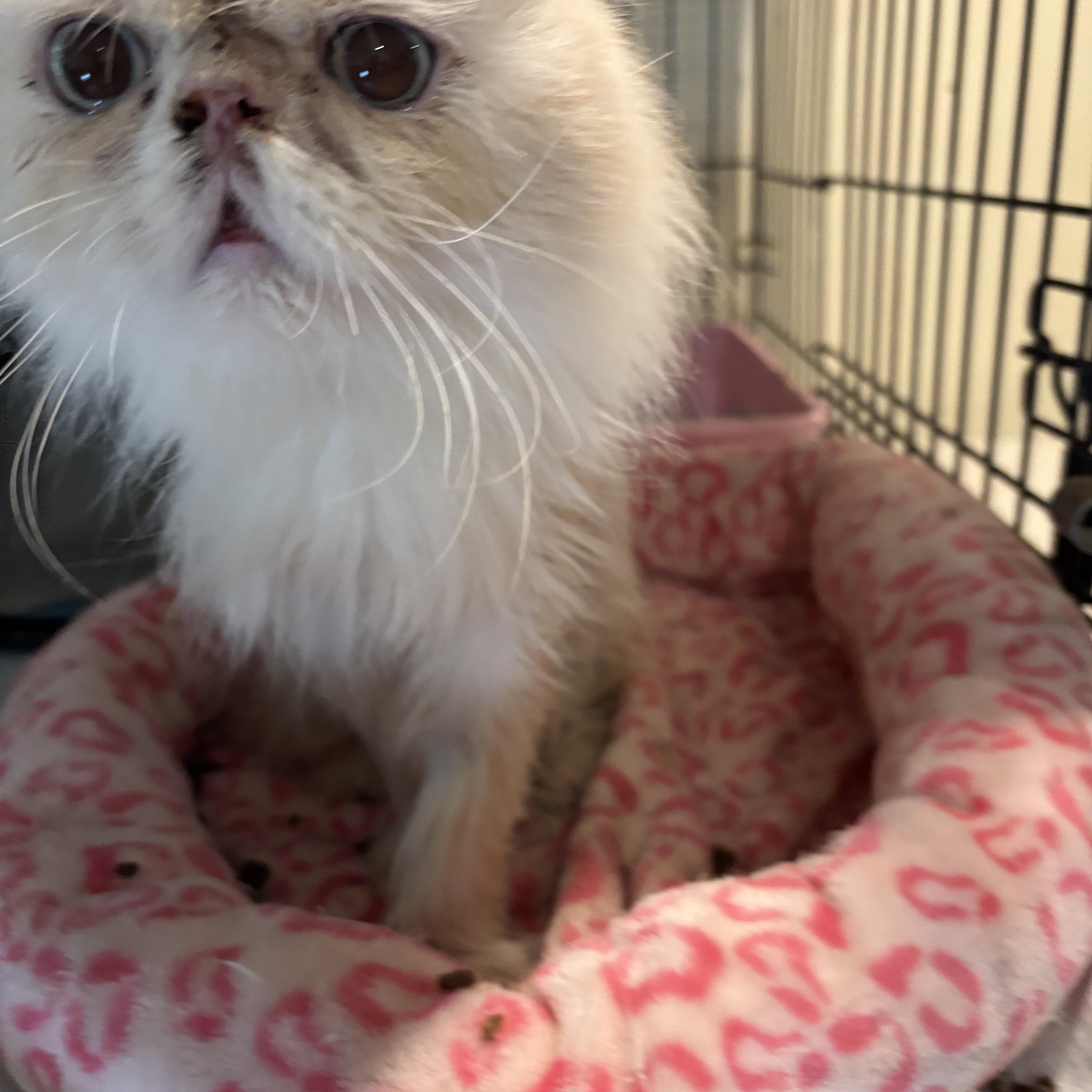 Oscar (Persian), Adoptable, Young Male Persian.
