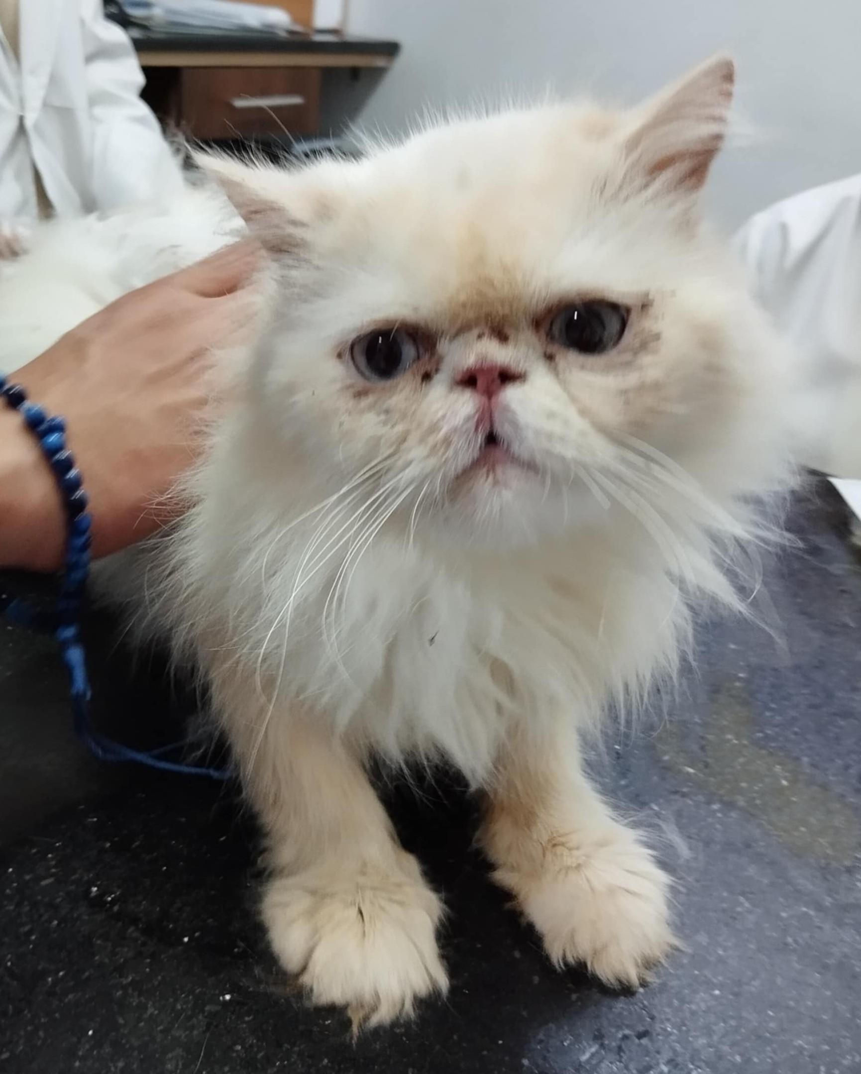 Oscar (Persian)