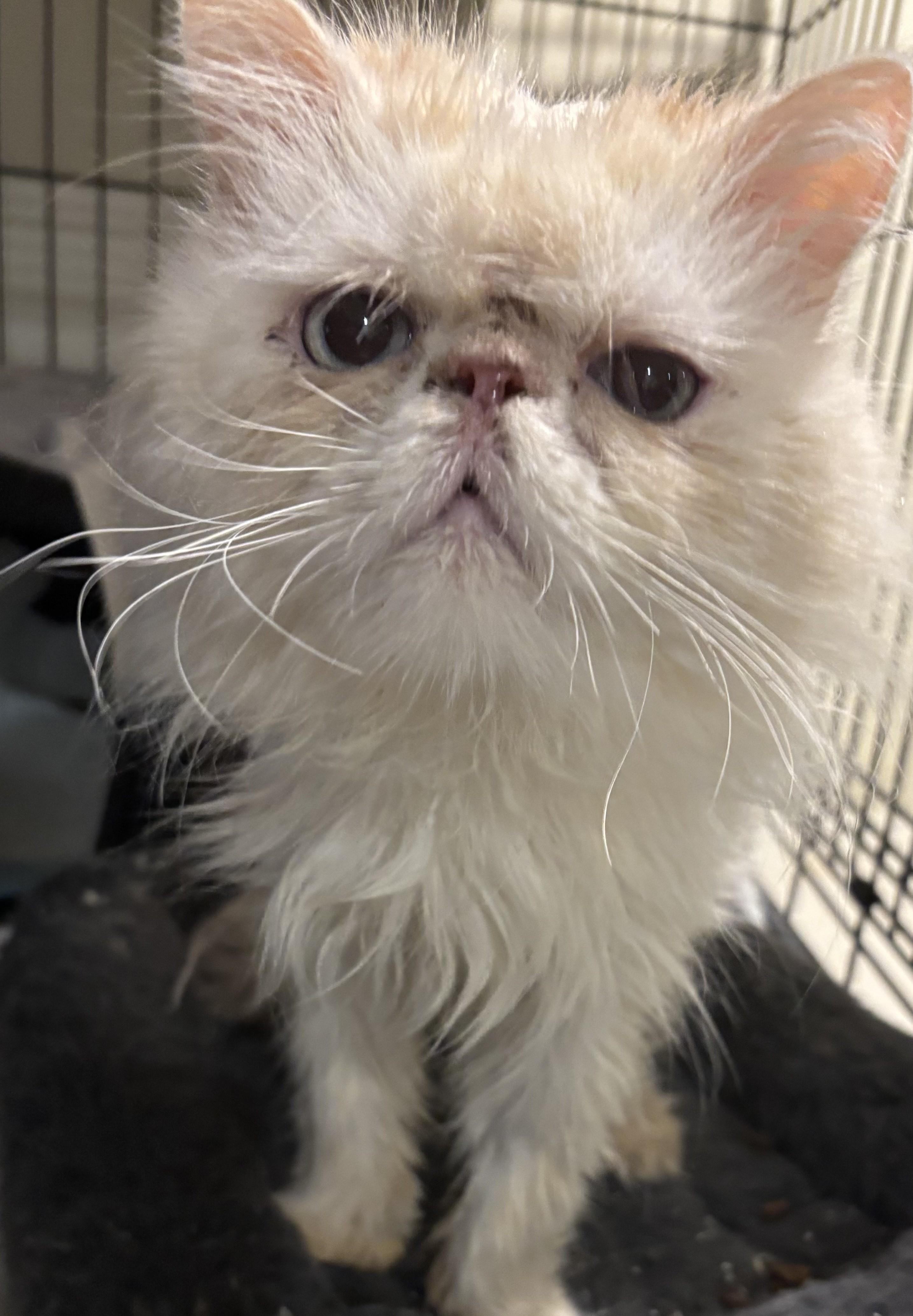 Oscar (Persian), a Adoptable Persian in Fairfax, VA image 4/4