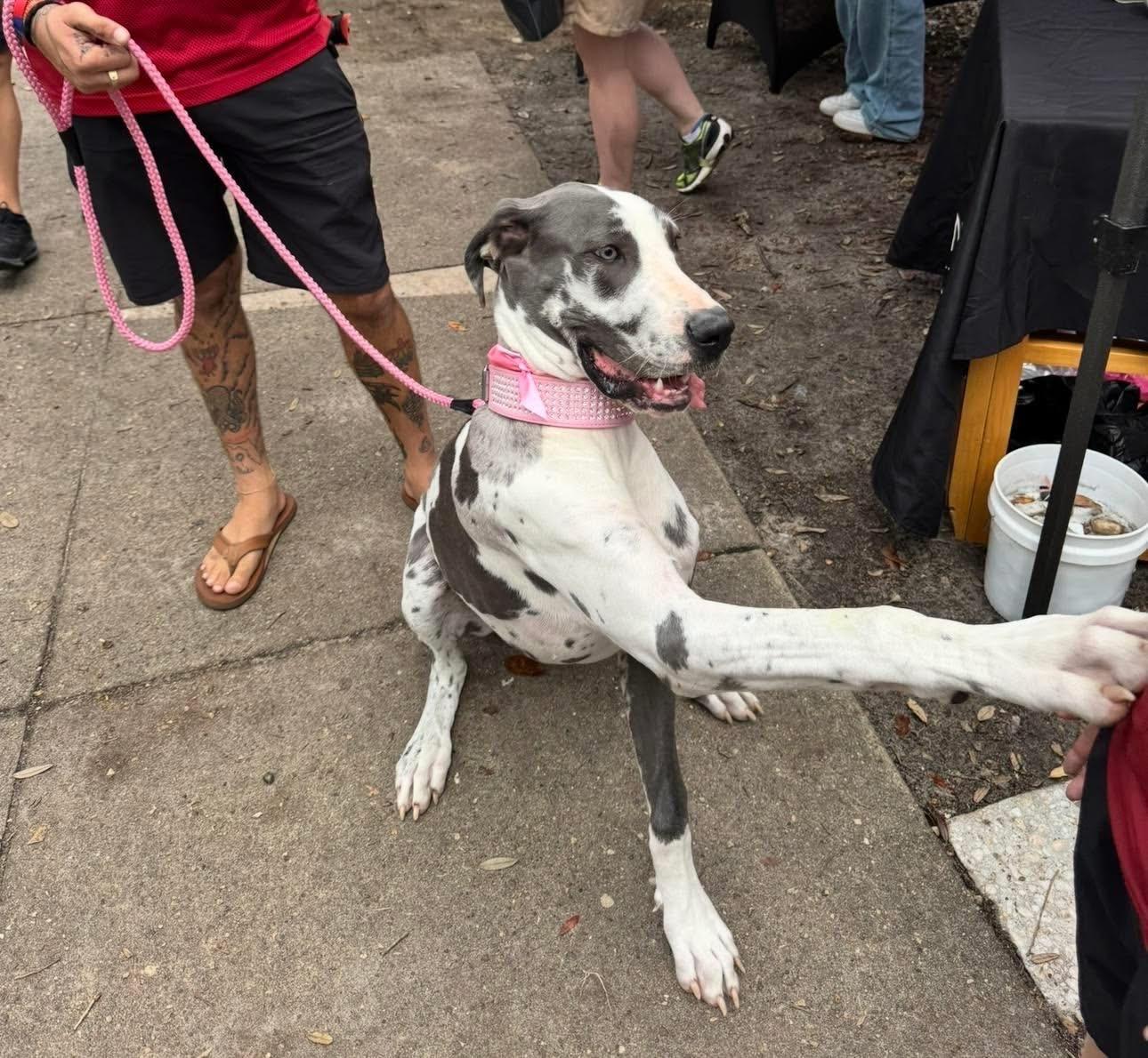 Oakleigh, an adopted Great Dane in Pensacola, FL image 1/2