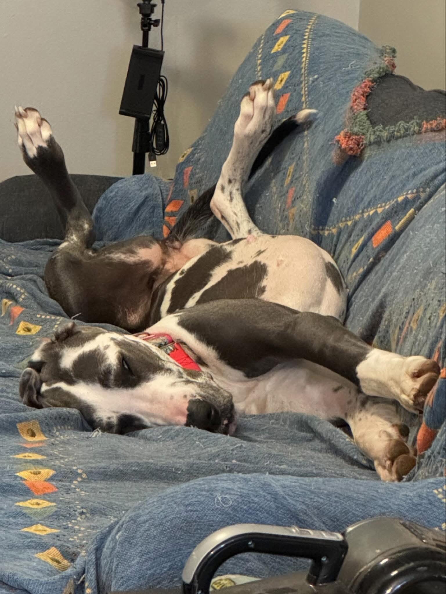 Oakleigh, an adopted Great Dane in Pensacola, FL image 2/2