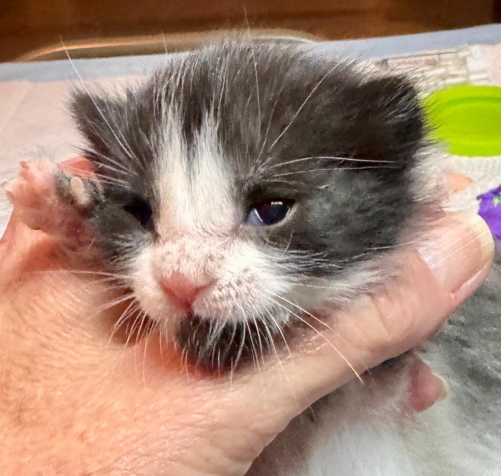Brooke, Adoptable, Kitten Female Domestic Short Hair.
