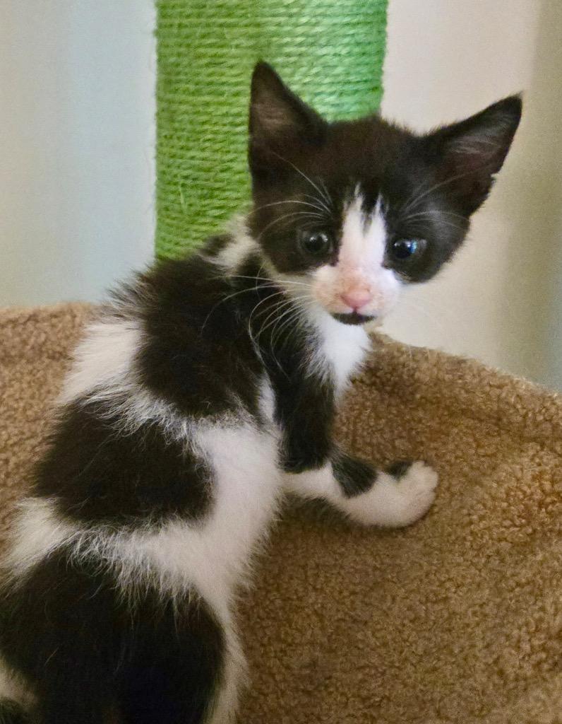 Brooke, a Adoptable mixed breed in Leonardtown, MD image 2/2