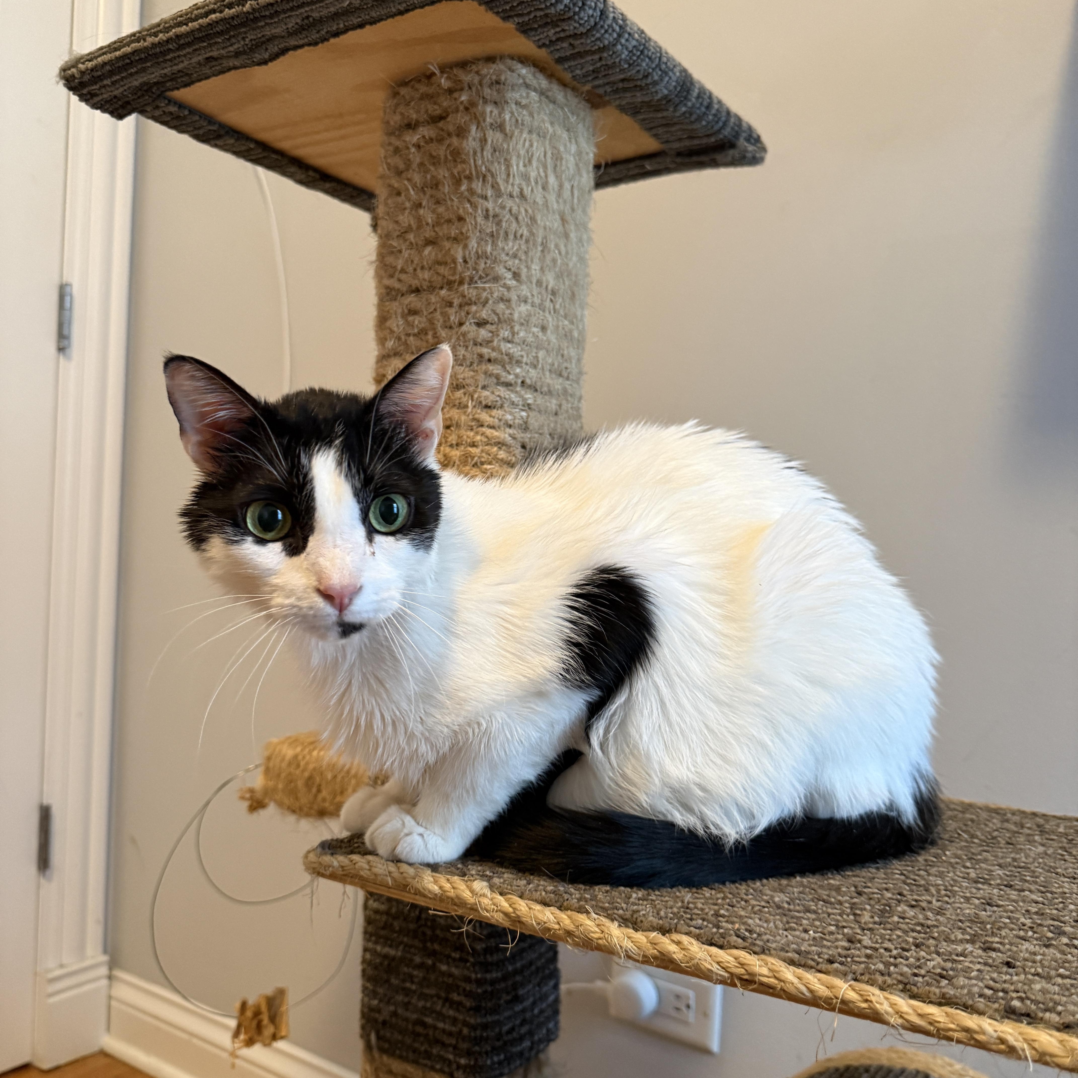 Minestrone, ADOPTABLE, Adult Male Domestic Short Hair.