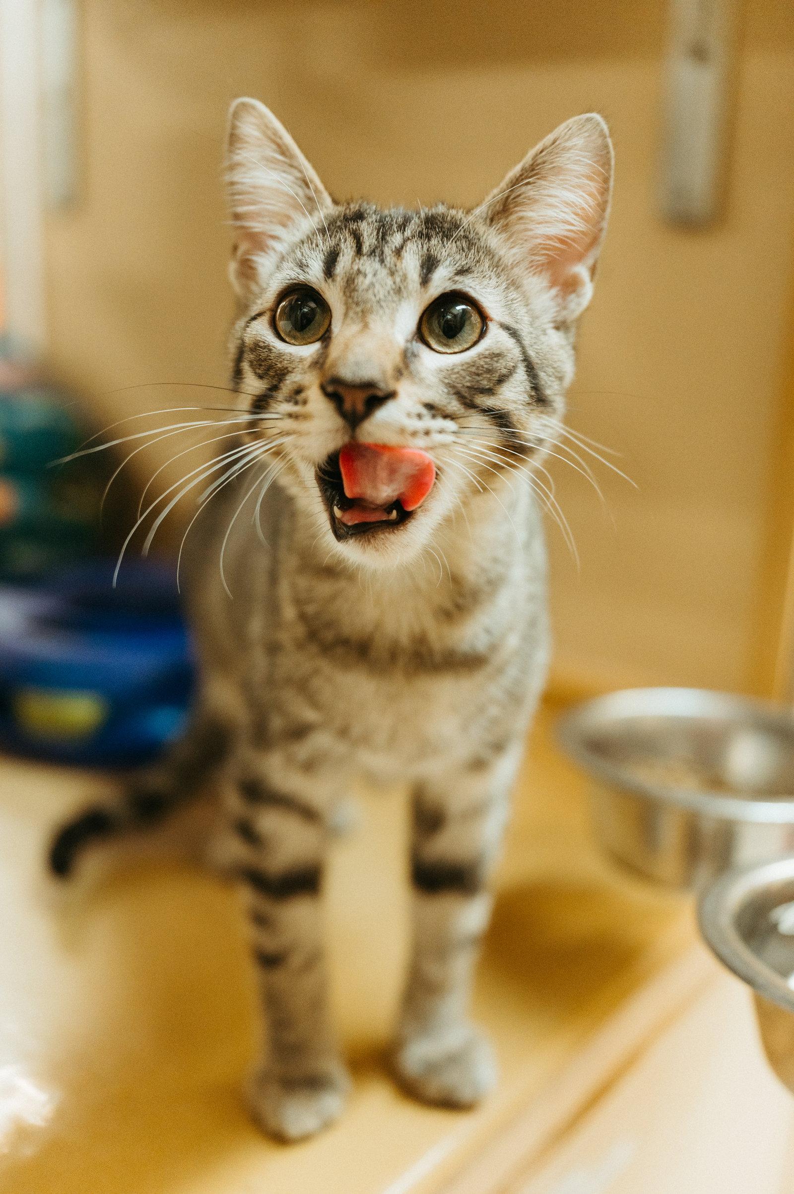 Enlarge Jay, a Adoptable Domestic Short Hair in McKinney, TX image 1/3