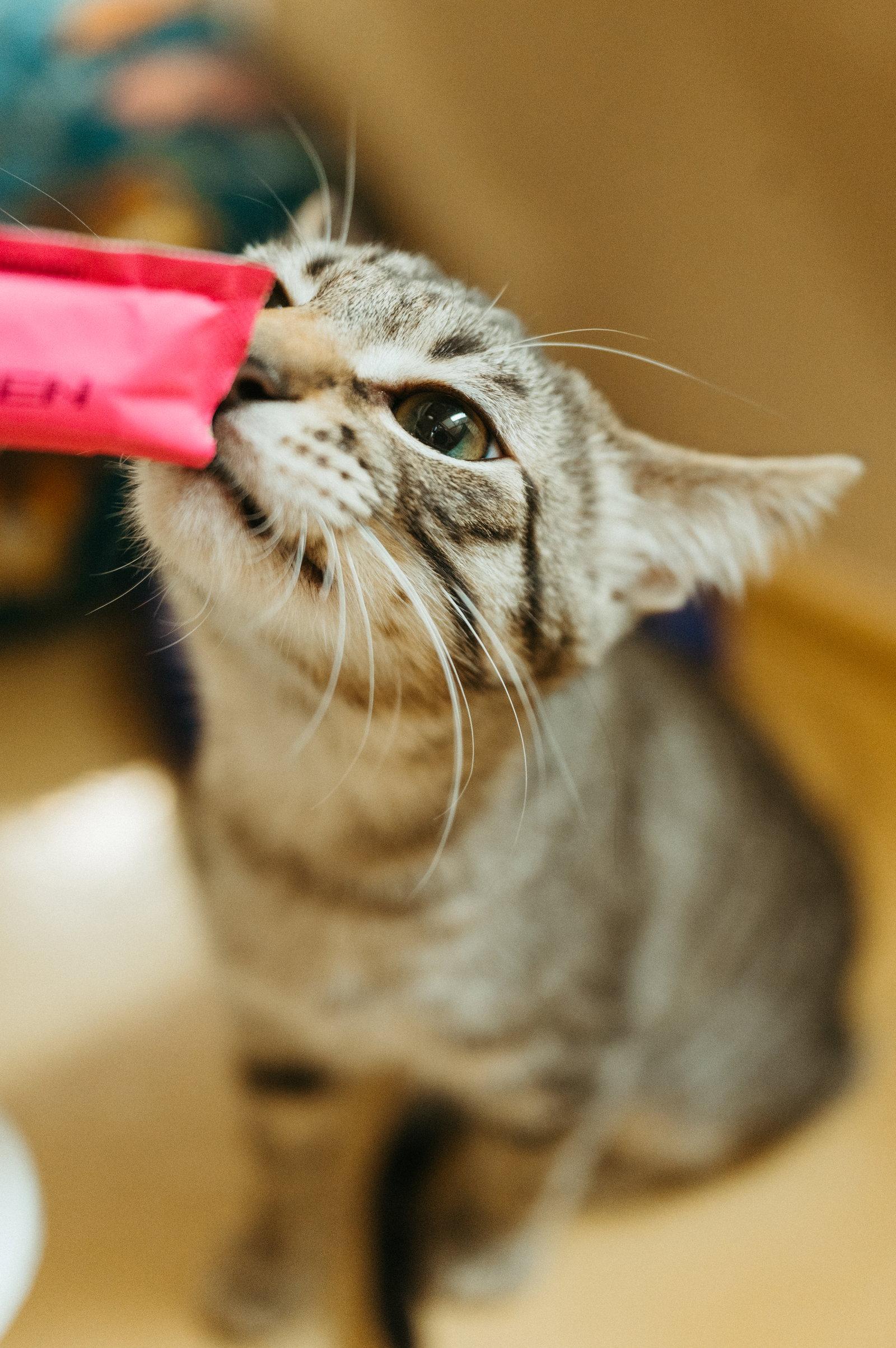 Enlarge Jay, a Adoptable Domestic Short Hair in McKinney, TX image 3/3