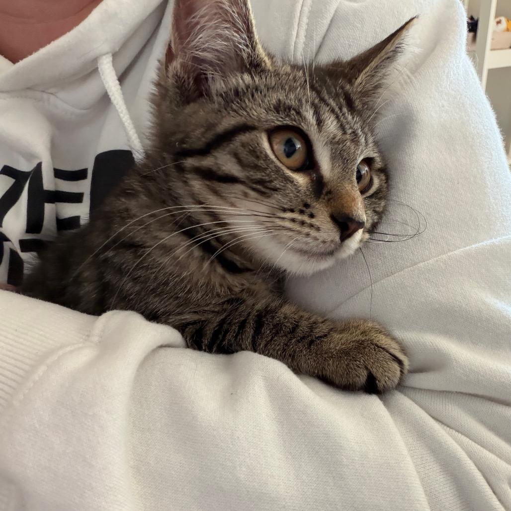 Hashbrown, Adoptable, Kitten Female Domestic Short Hair.