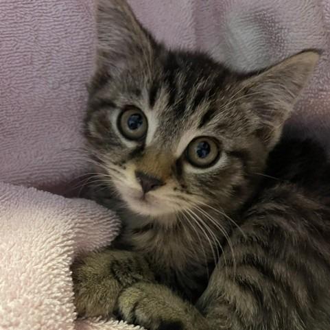 Enlarge Hashbrown, a Adoptable Domestic Short Hair in Granville, OH image 2/2