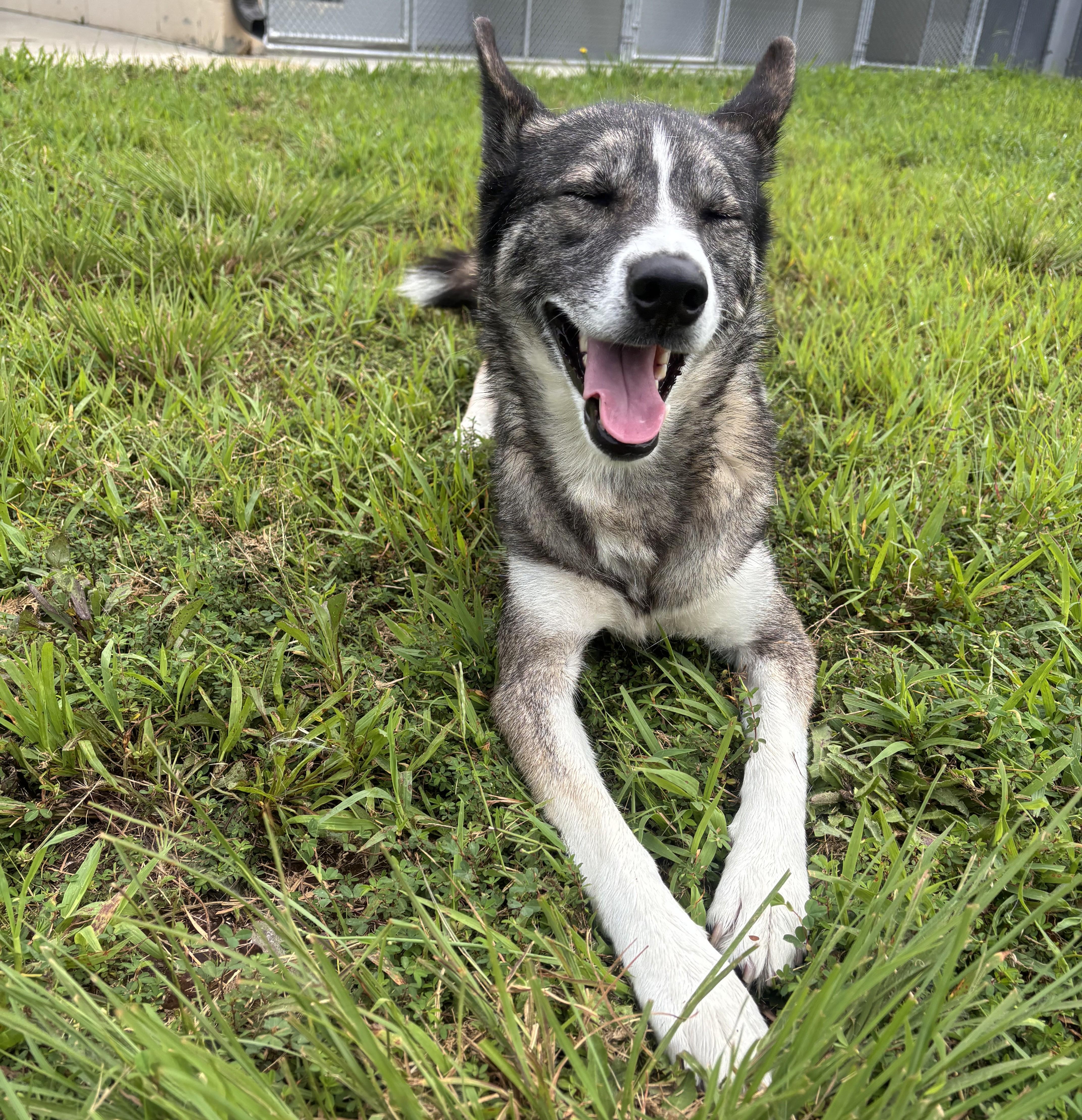 Enlarge Selket, a ADOPTABLE mixed breed in Stafford, VA image 3/4