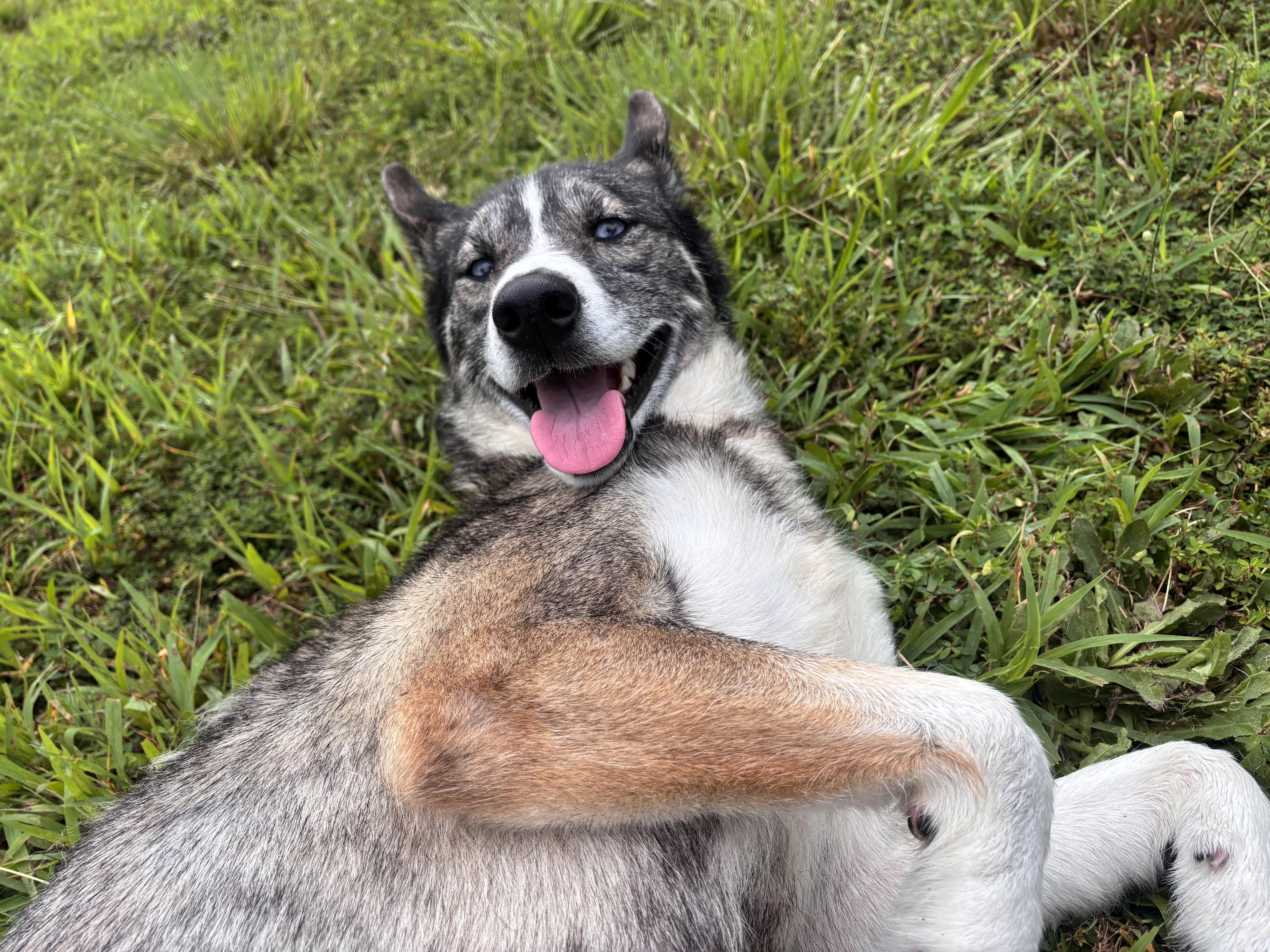 Enlarge Selket, a ADOPTABLE mixed breed in Stafford, VA image 4/4