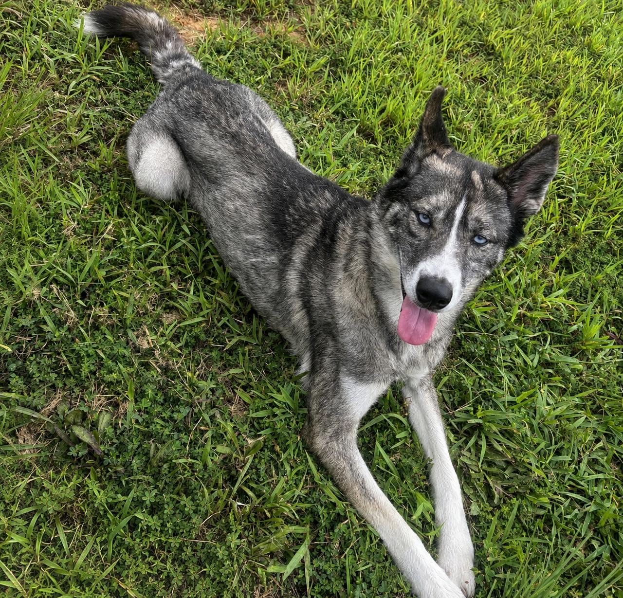 Selket, ADOPTABLE, Adult Female Husky.