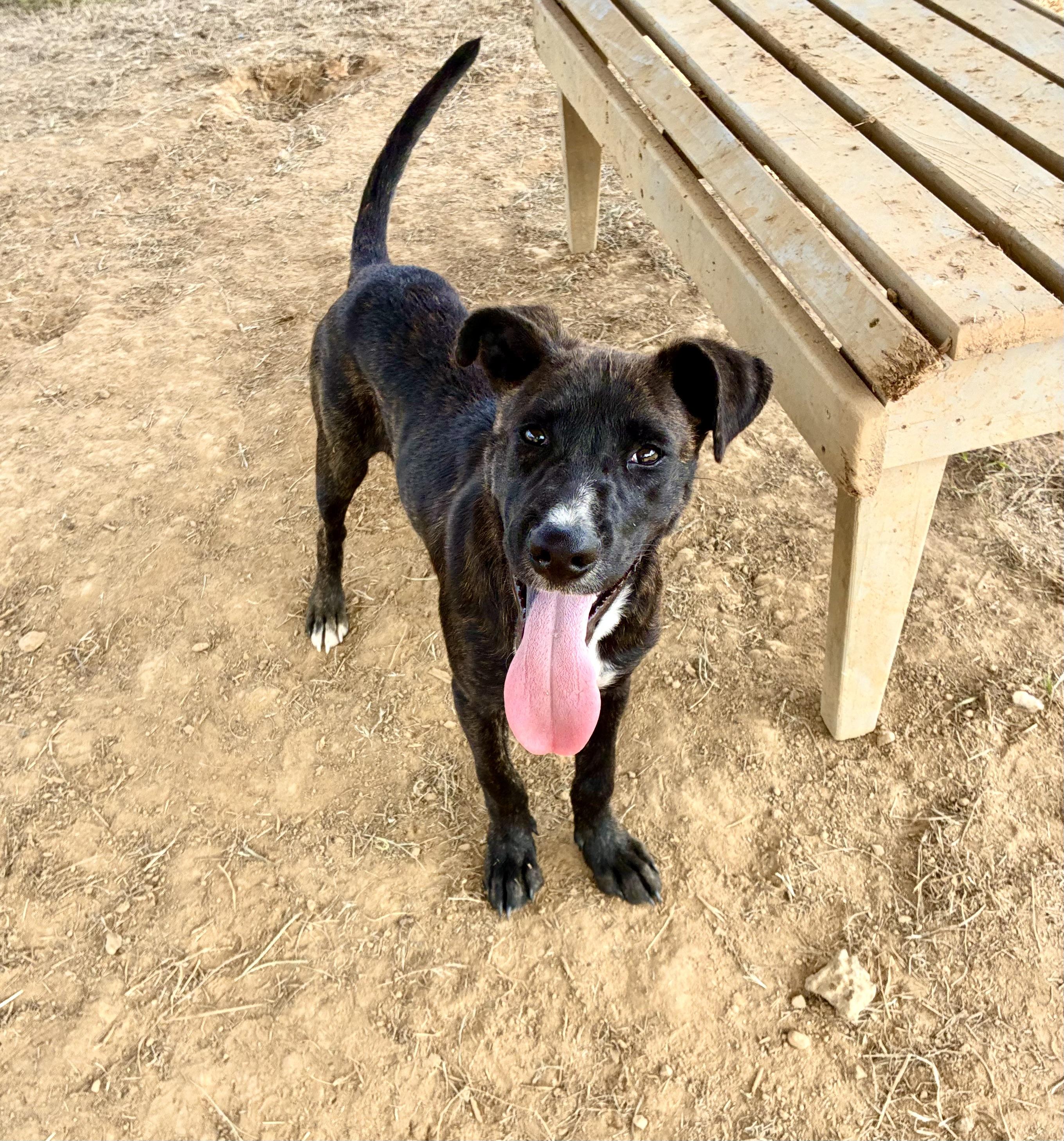 Jon Jon, a Adoptable mixed breed in Senatobia, MS image 1/4