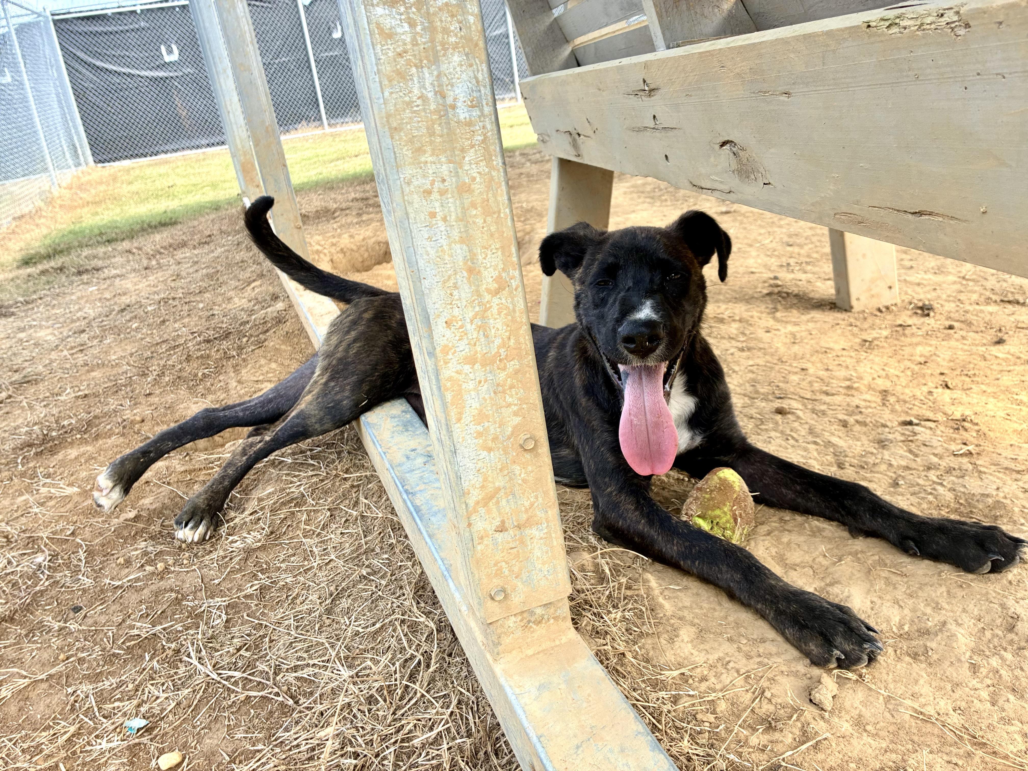 Jon Jon, a Adoptable mixed breed in Senatobia, MS image 3/4