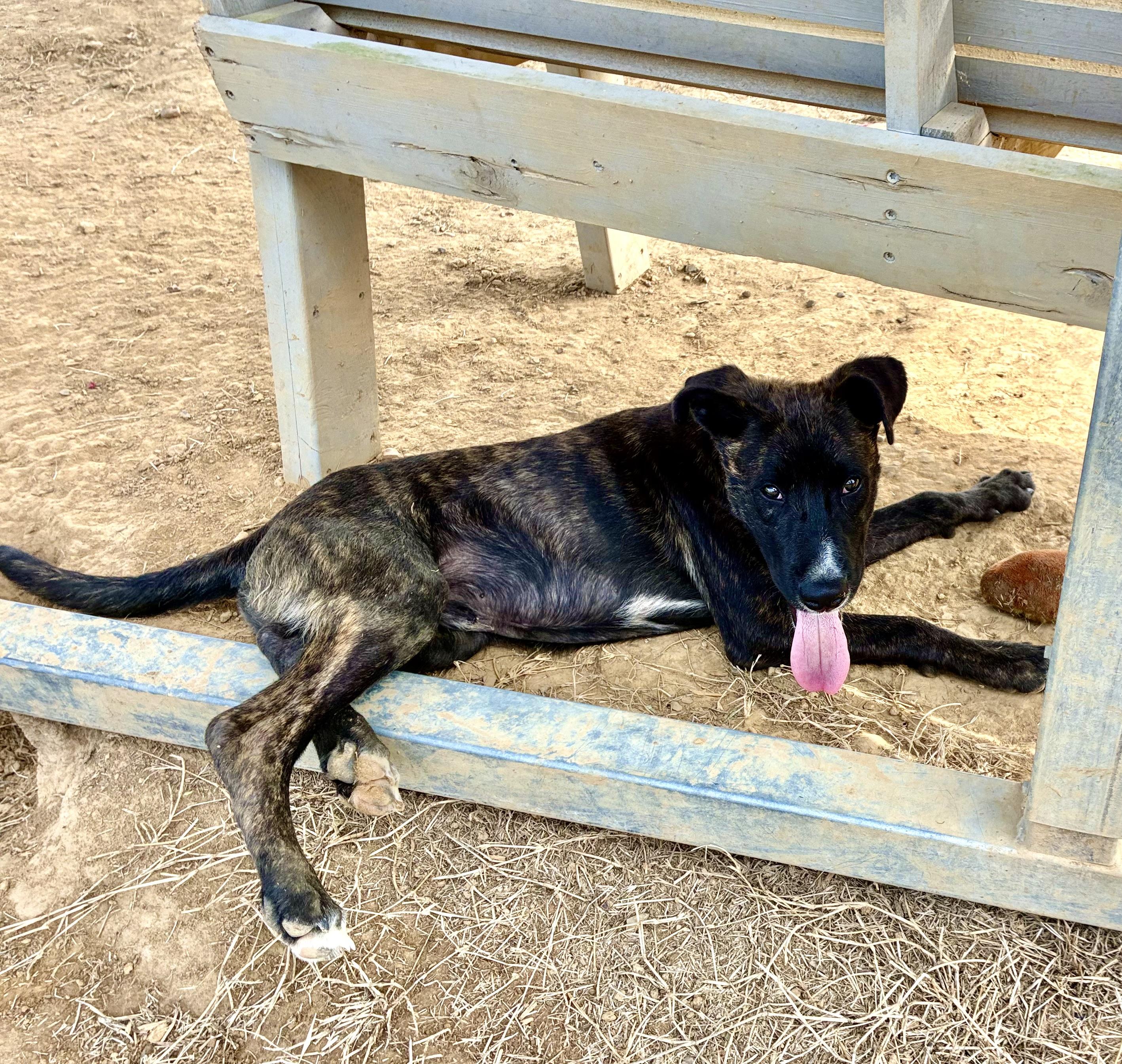 Jon Jon, a Adoptable mixed breed in Senatobia, MS image 4/4