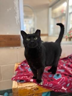 Roofina, Adoptable, Adult Male Domestic Medium Hair.