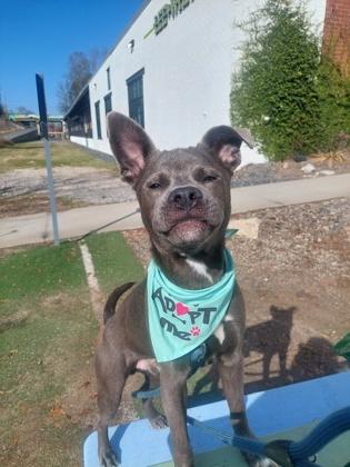 Jeremy, Adoptable, Adult Male Mixed Breed & Mixed Breed.