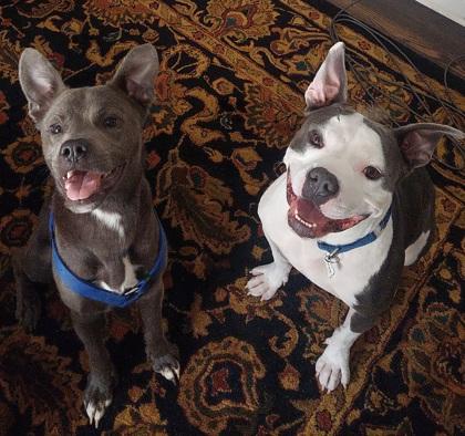 Enlarge Jeremy, a Adoptable Mixed Breed in Atlanta, GA image 3/3