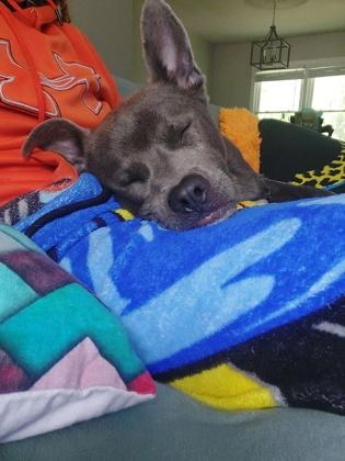 Enlarge Jeremy, a Adoptable Mixed Breed in Atlanta, GA image 3/3