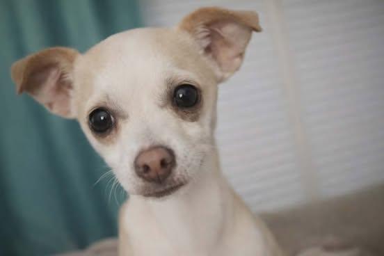 Enlarge Selena, a Adoptable Chihuahua in Virginia Beach, VA image 1/2