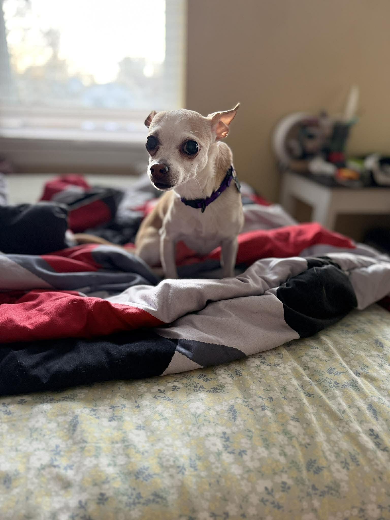 Enlarge Selena, a Adoptable Chihuahua in Virginia Beach, VA image 2/2