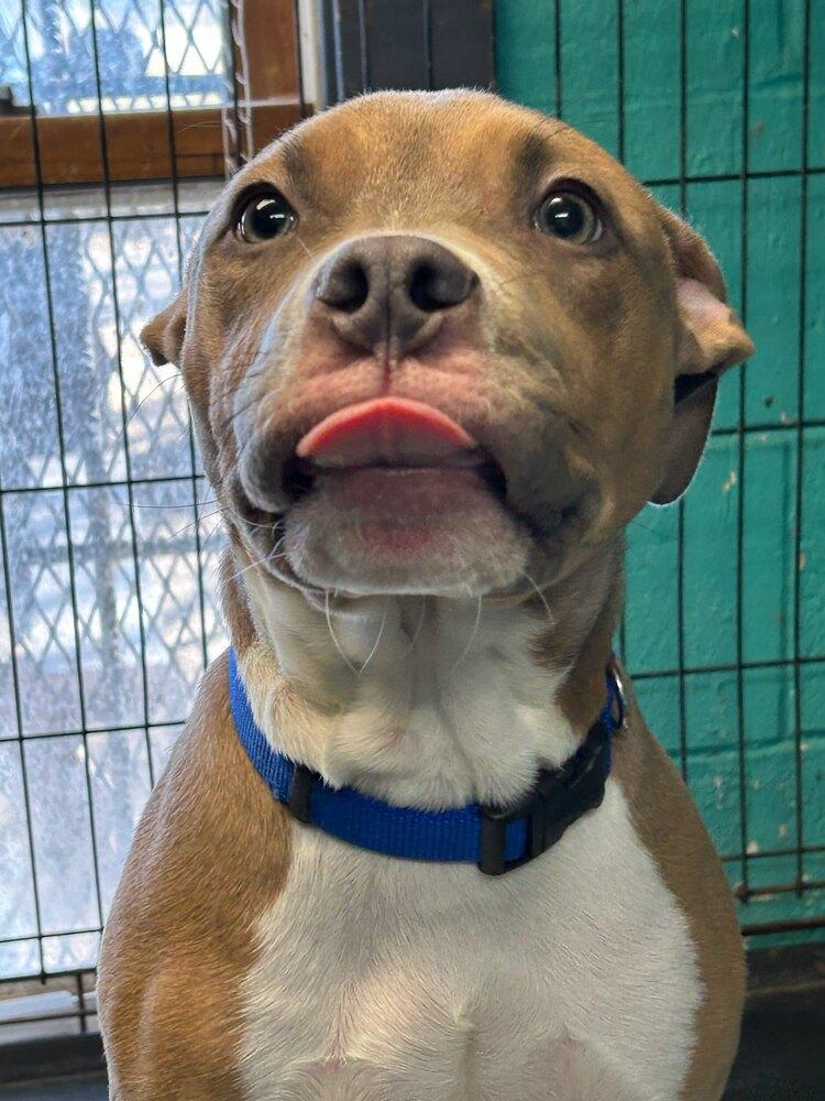 Hoyt #37, Adoptable, Puppy Male Pit Bull Terrier.
