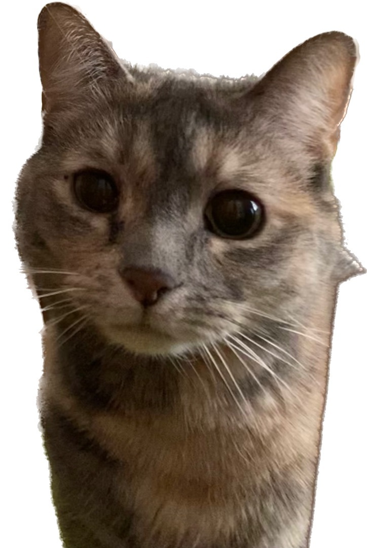 Enlarge Maggie, a Adoptable Dilute Tortoiseshell in Schererville, IN image 1/15