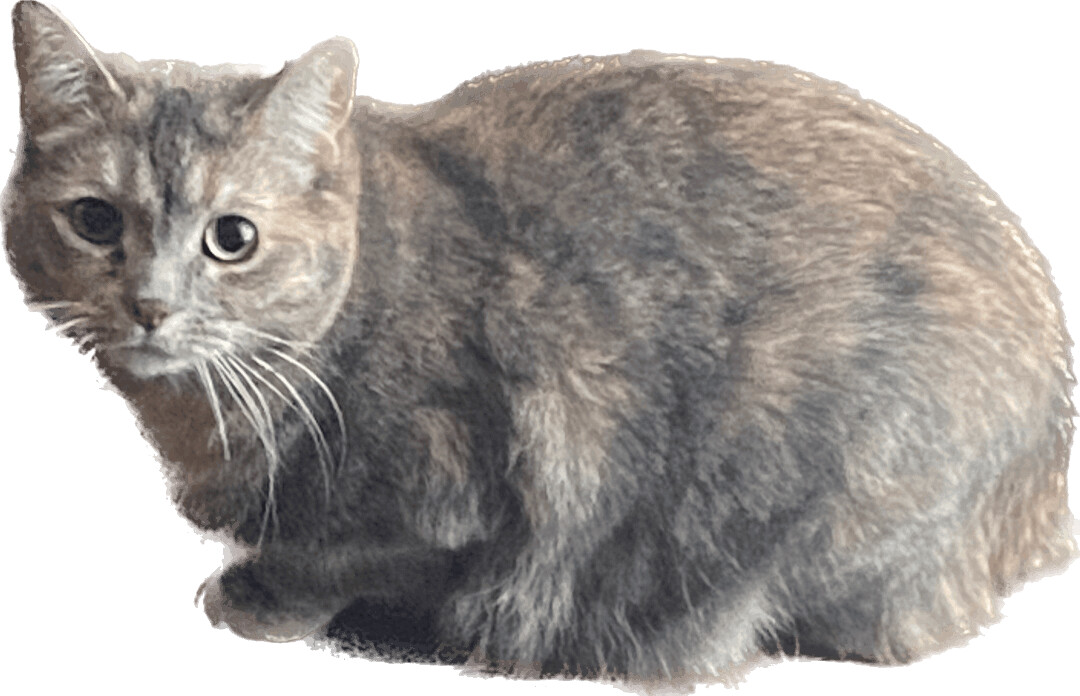 Enlarge Maggie, a Adoptable Dilute Tortoiseshell in Schererville, IN image 2/15