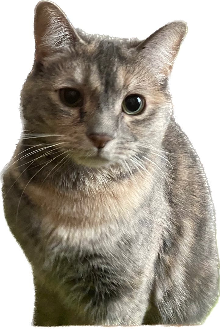 Enlarge Maggie, a Adoptable Dilute Tortoiseshell in Schererville, IN image 3/15