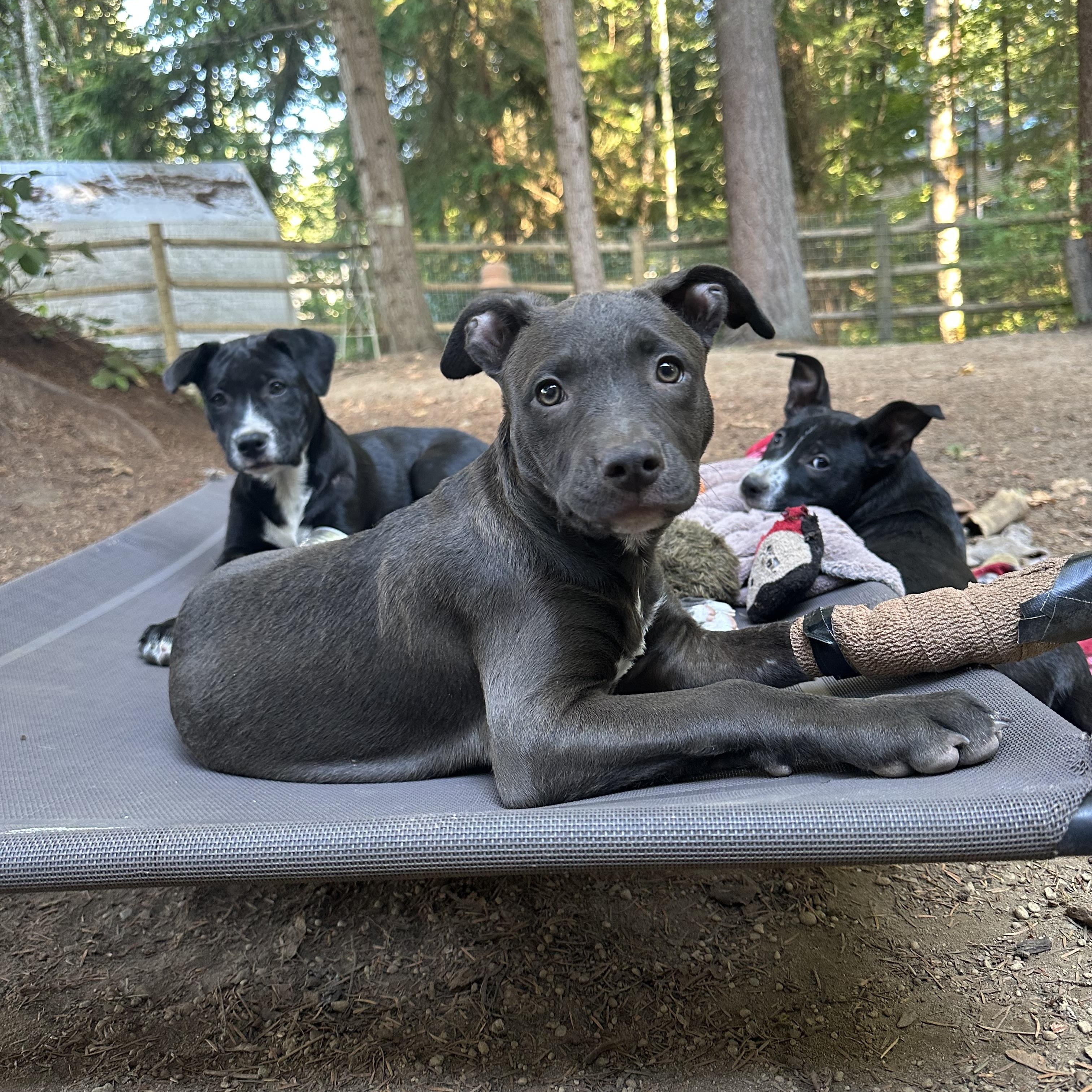 Autumn, a Adoptable mixed breed in Sammamish, WA image 6/6