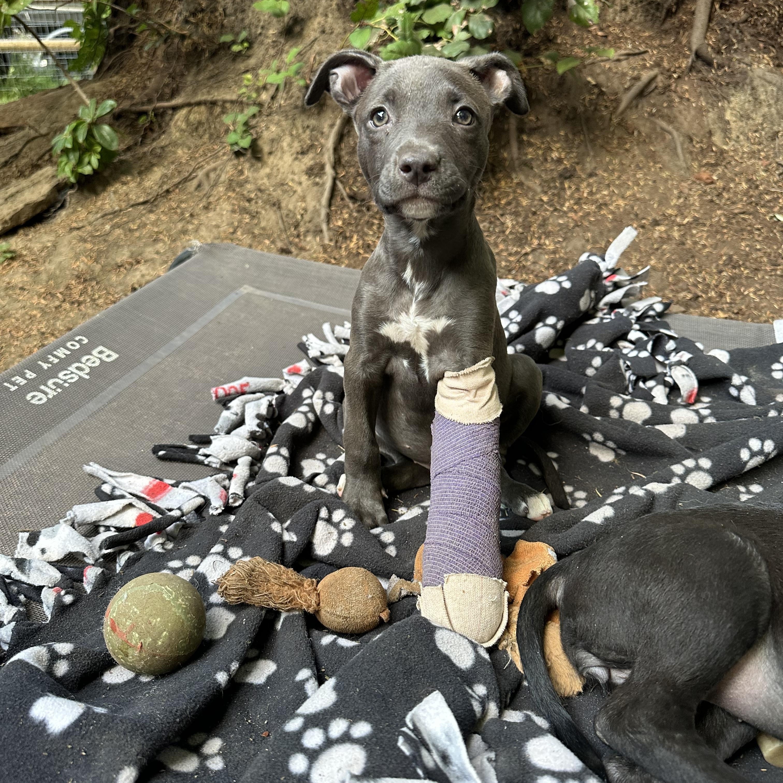 Autumn, a Adoptable mixed breed in Sammamish, WA image 5/6