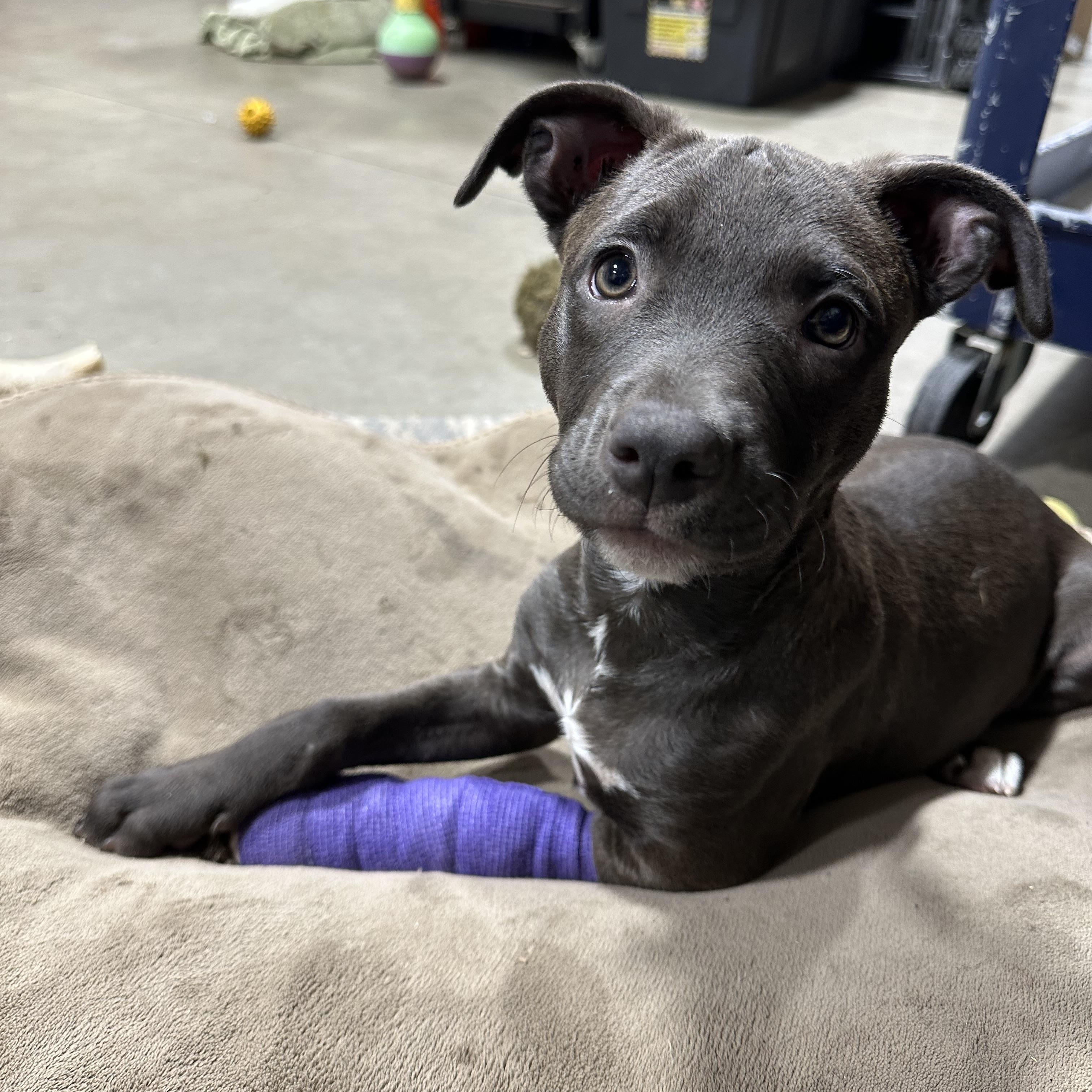Autumn, a Adoptable mixed breed in Sammamish, WA image 4/6