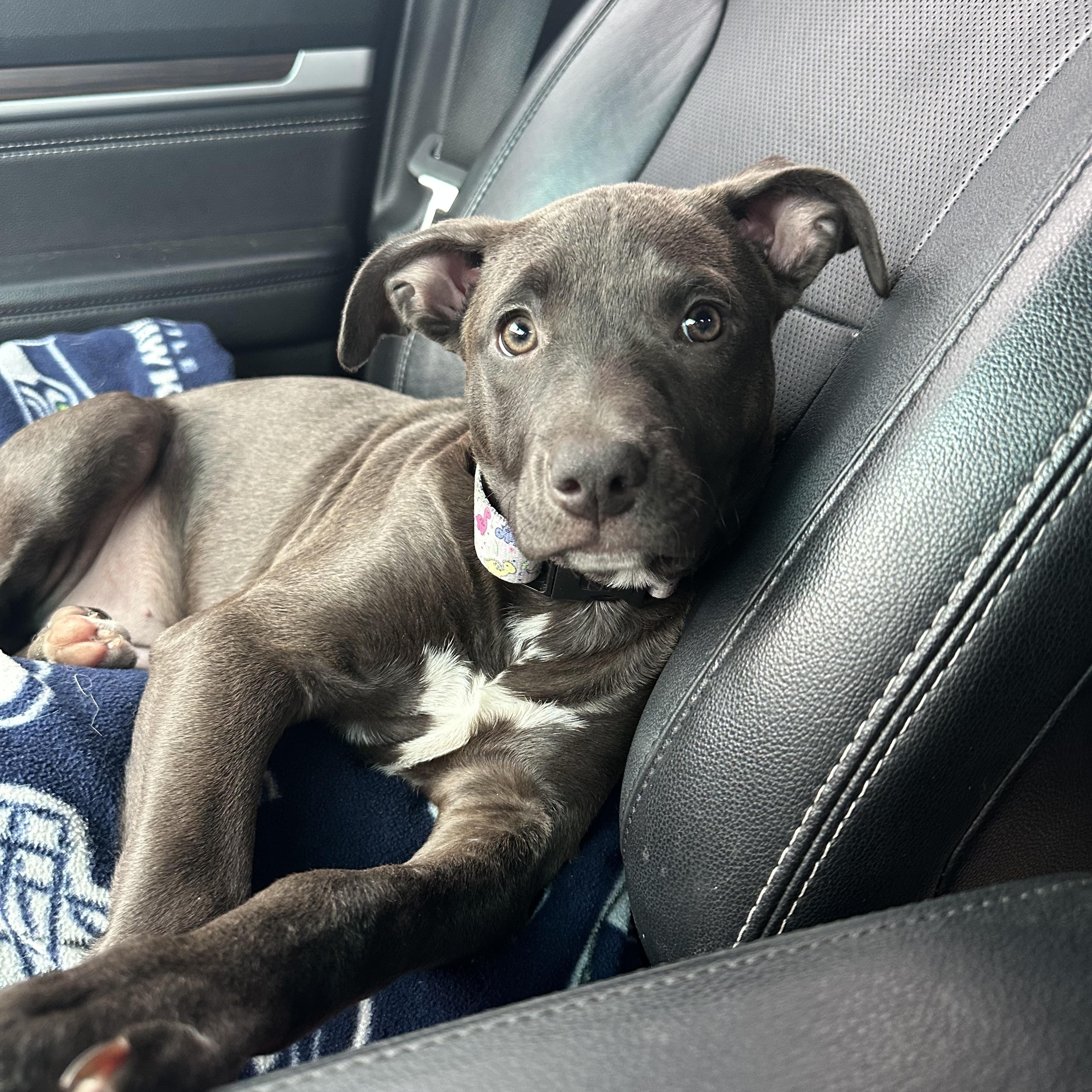 Autumn, a Adoptable mixed breed in Sammamish, WA image 2/6