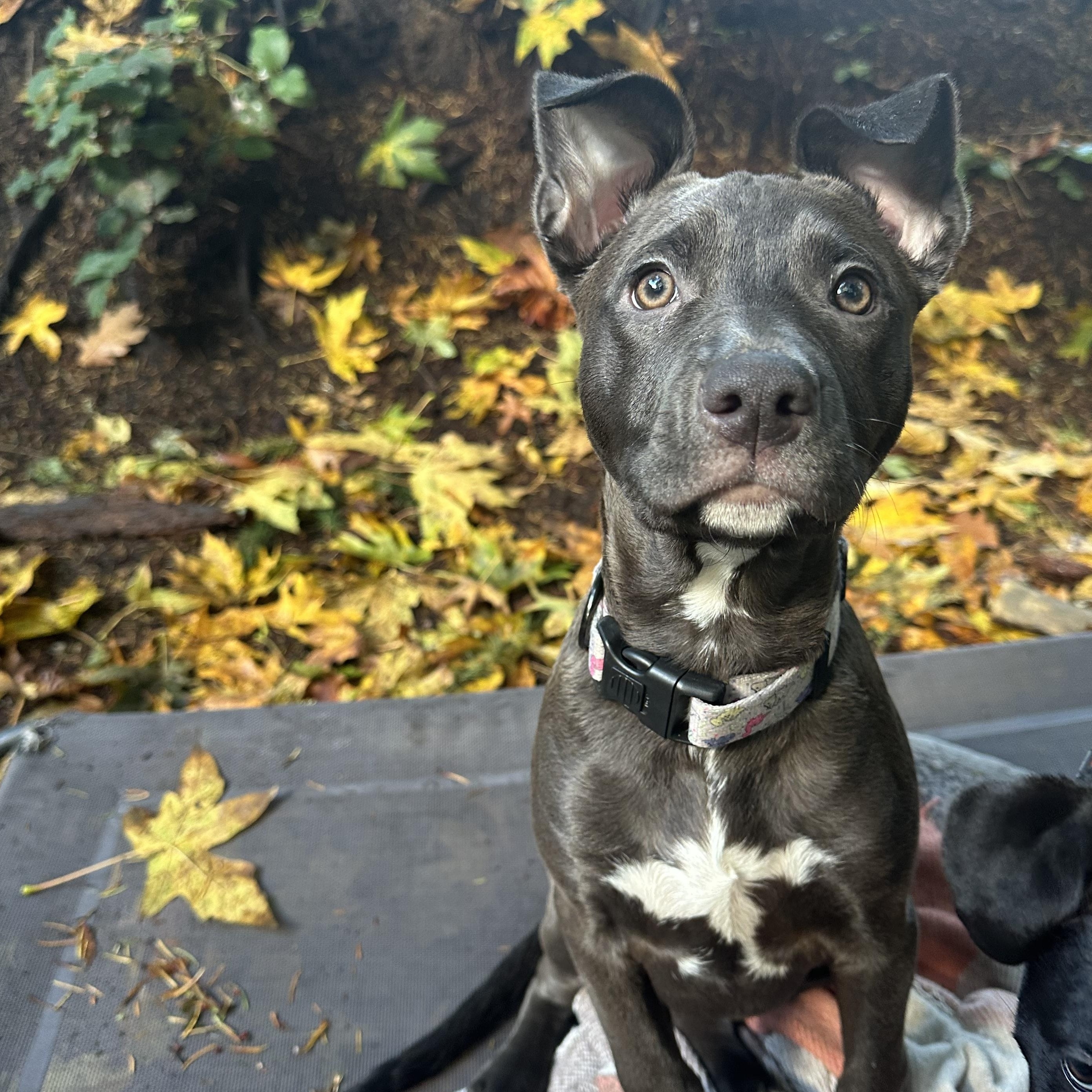 Autumn, Adoptable, Puppy Female Mixed Breed.