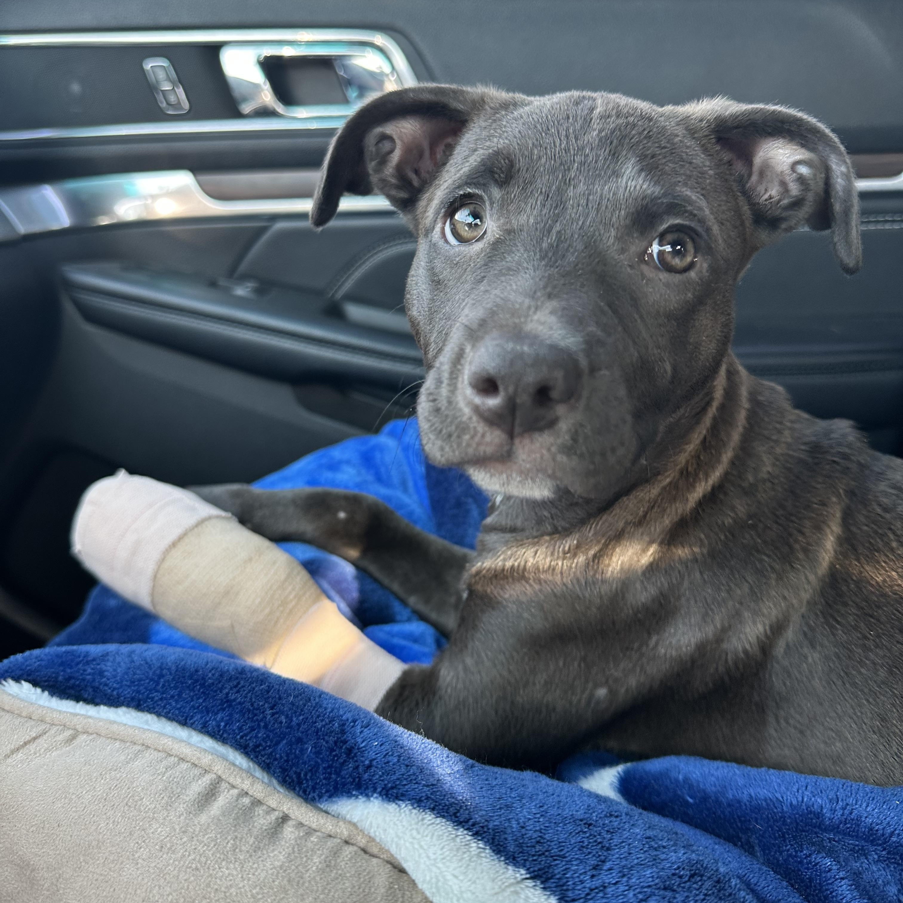 Autumn, a Adoptable mixed breed in Sammamish, WA image 3/6