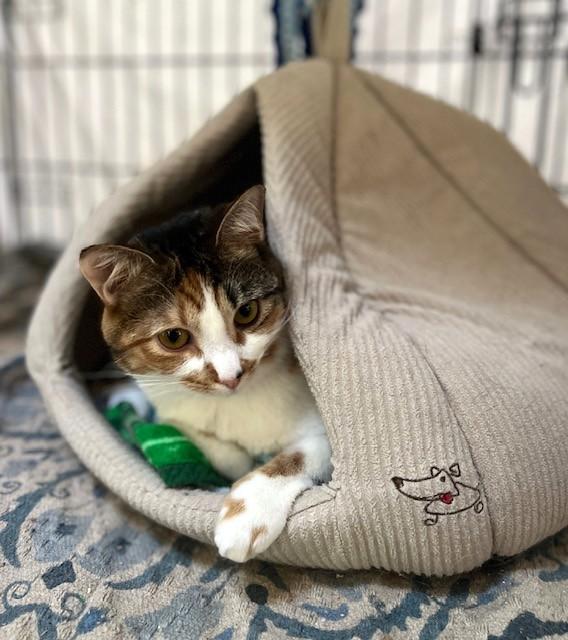 TULIP, a Adoptable Domestic Short Hair in Spotsylvania, VA image 4/4