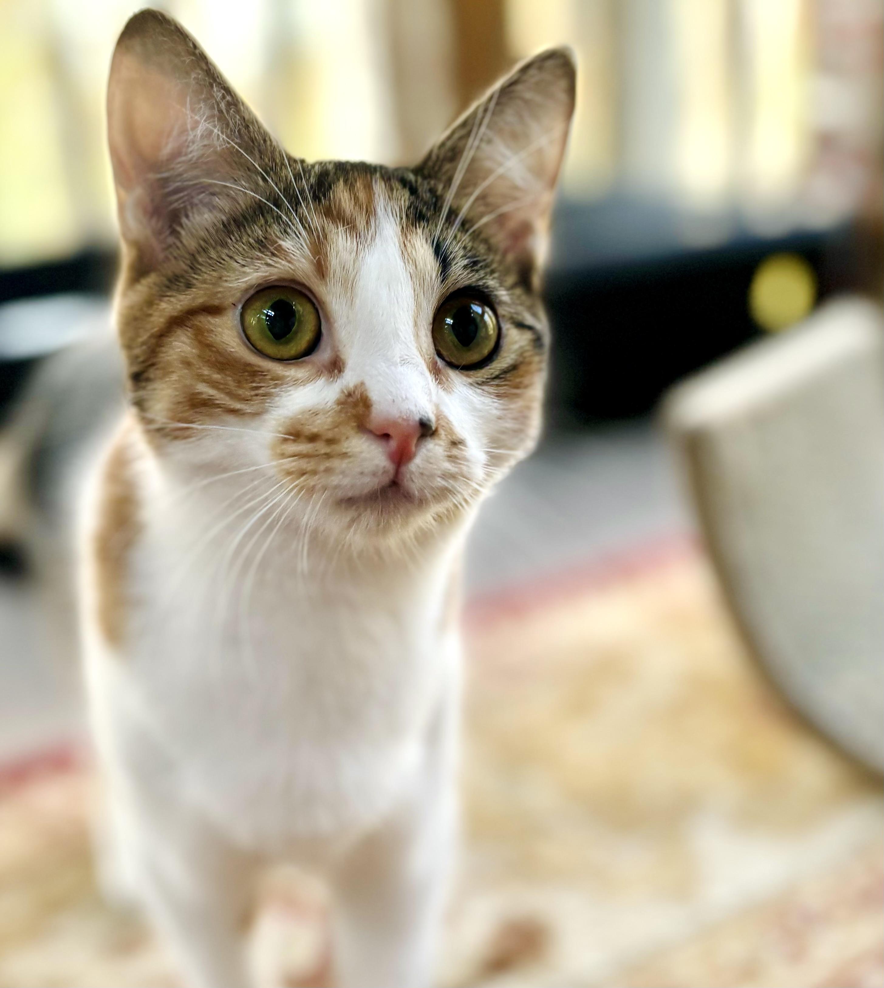TULIP, a Adoptable Domestic Short Hair in Spotsylvania, VA image 1/4