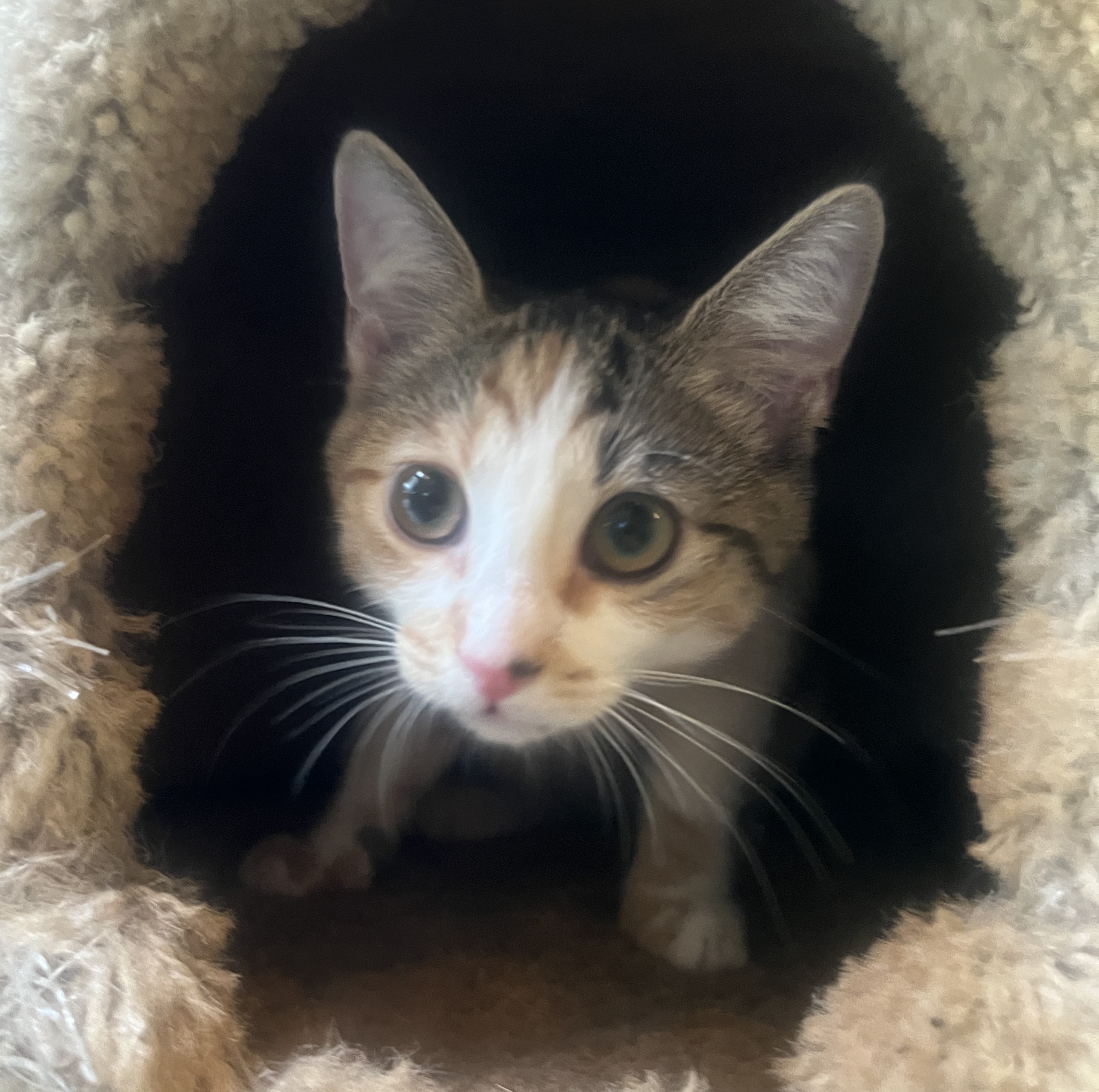 TULIP, a Adoptable Domestic Short Hair in Spotsylvania, VA image 3/4