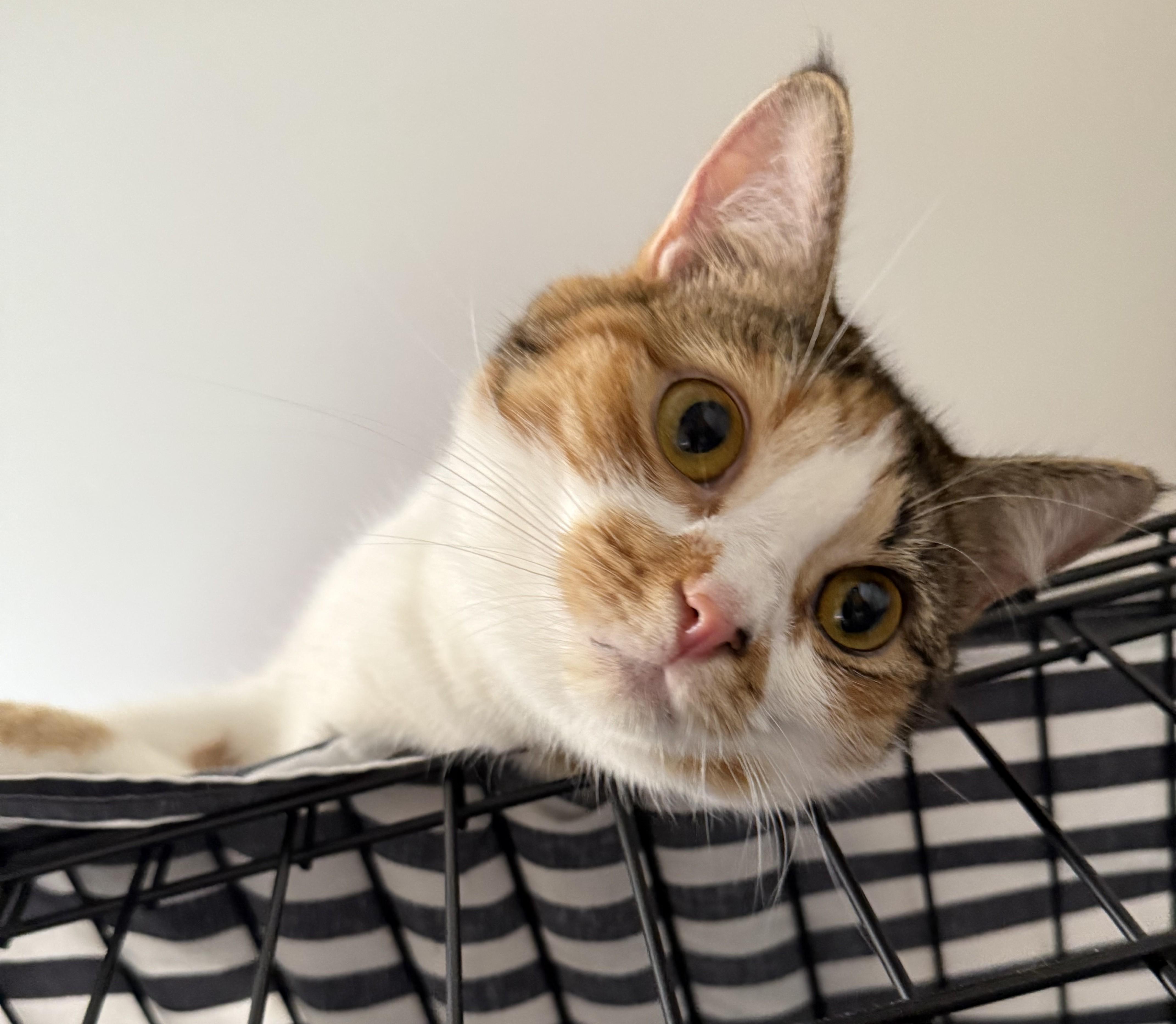 Enlarge TULIP, a Adoptable Domestic Short Hair in Spotsylvania, VA image 1/4