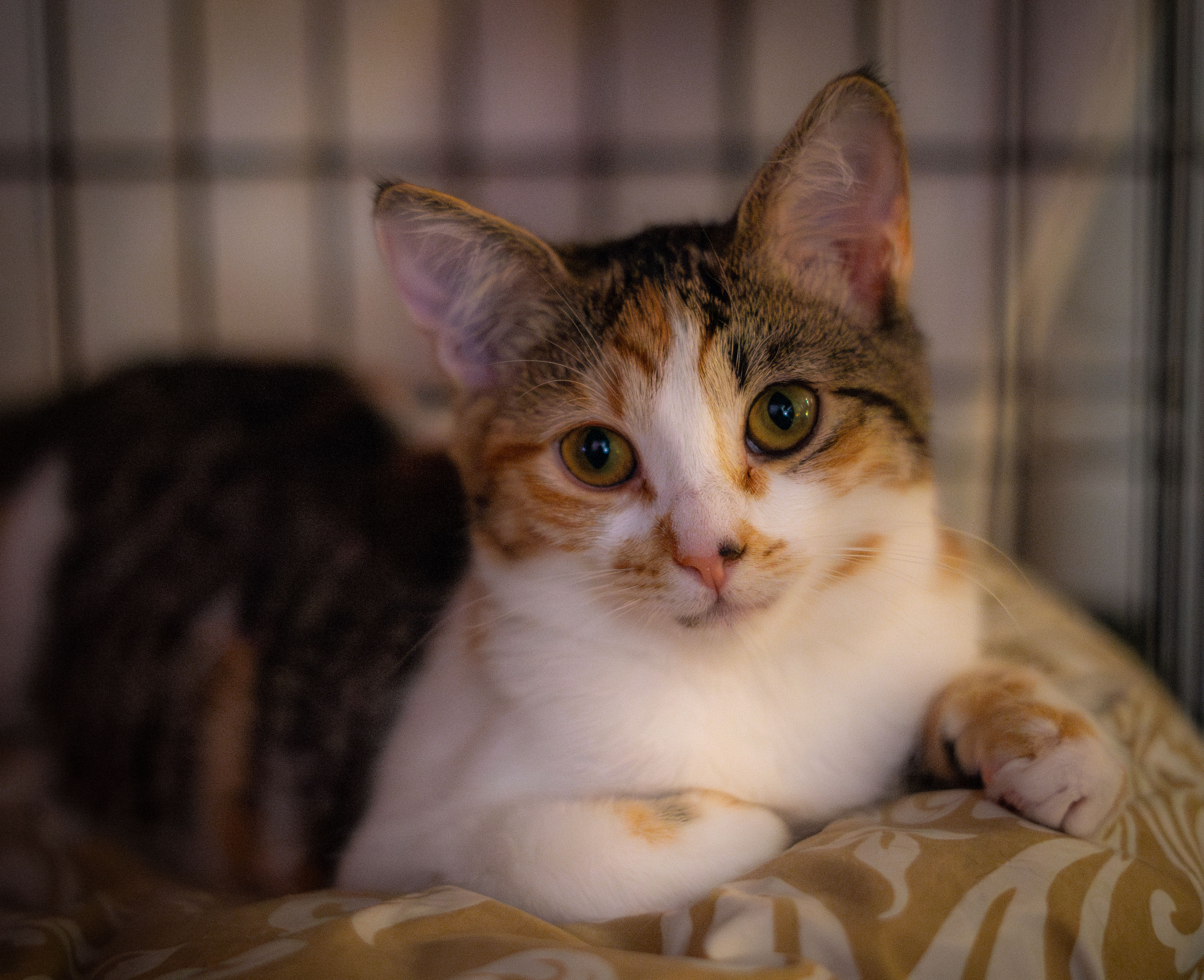 TULIP, a Adoptable Domestic Short Hair in Spotsylvania, VA image 2/4
